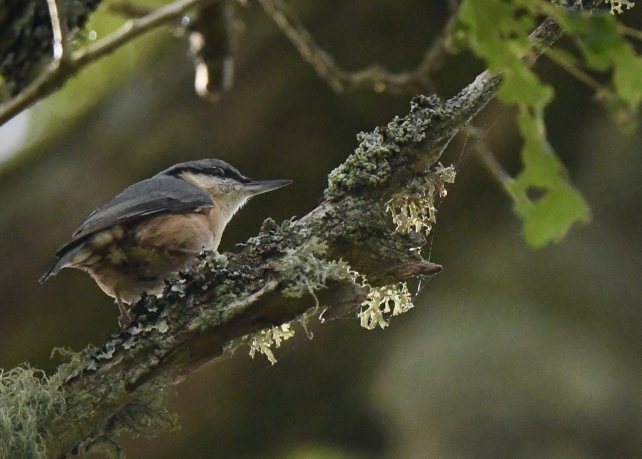 A small bird sitting on a lichen-covered branch with blurred green foliage in the background.