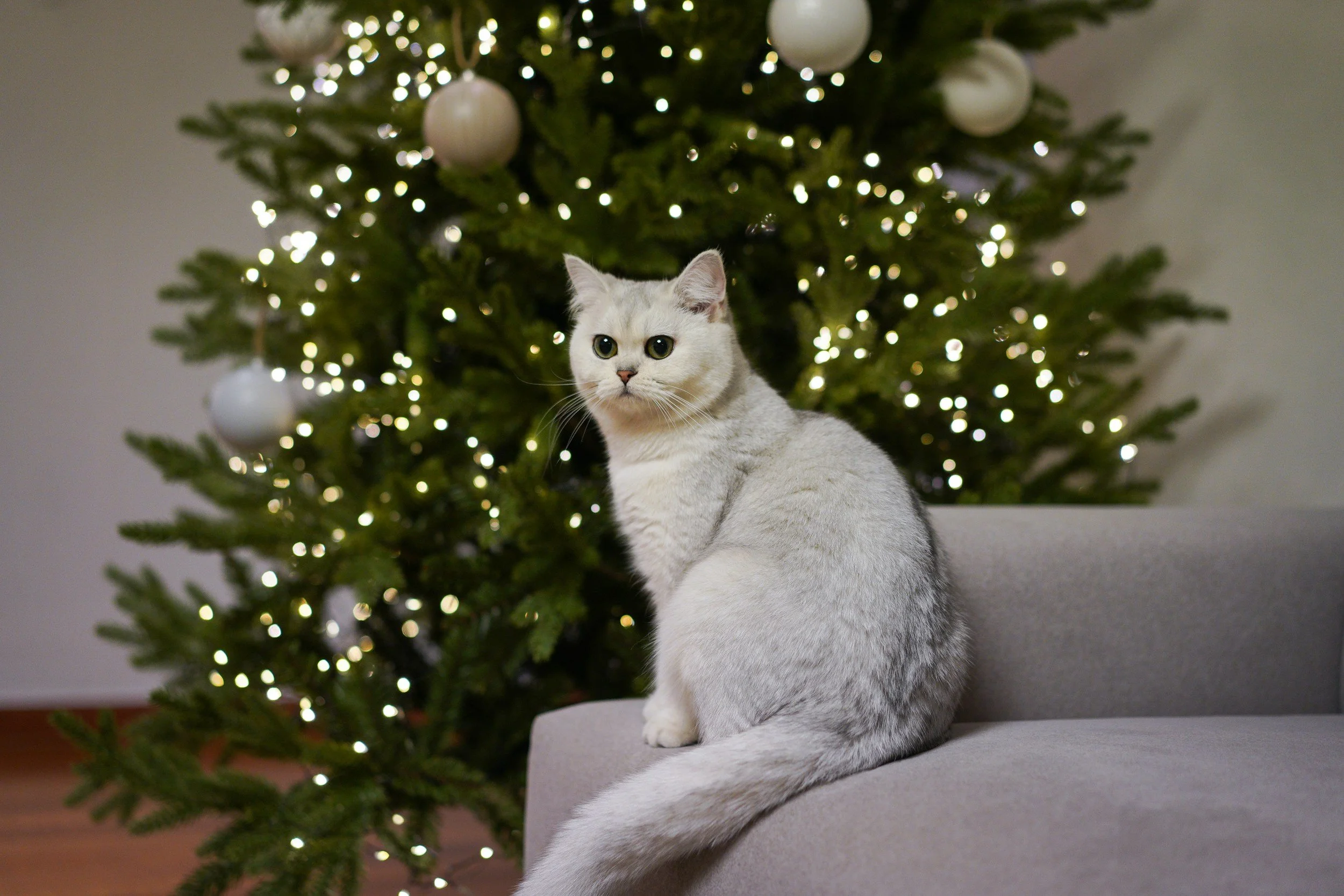 Christmas hazards for your pet