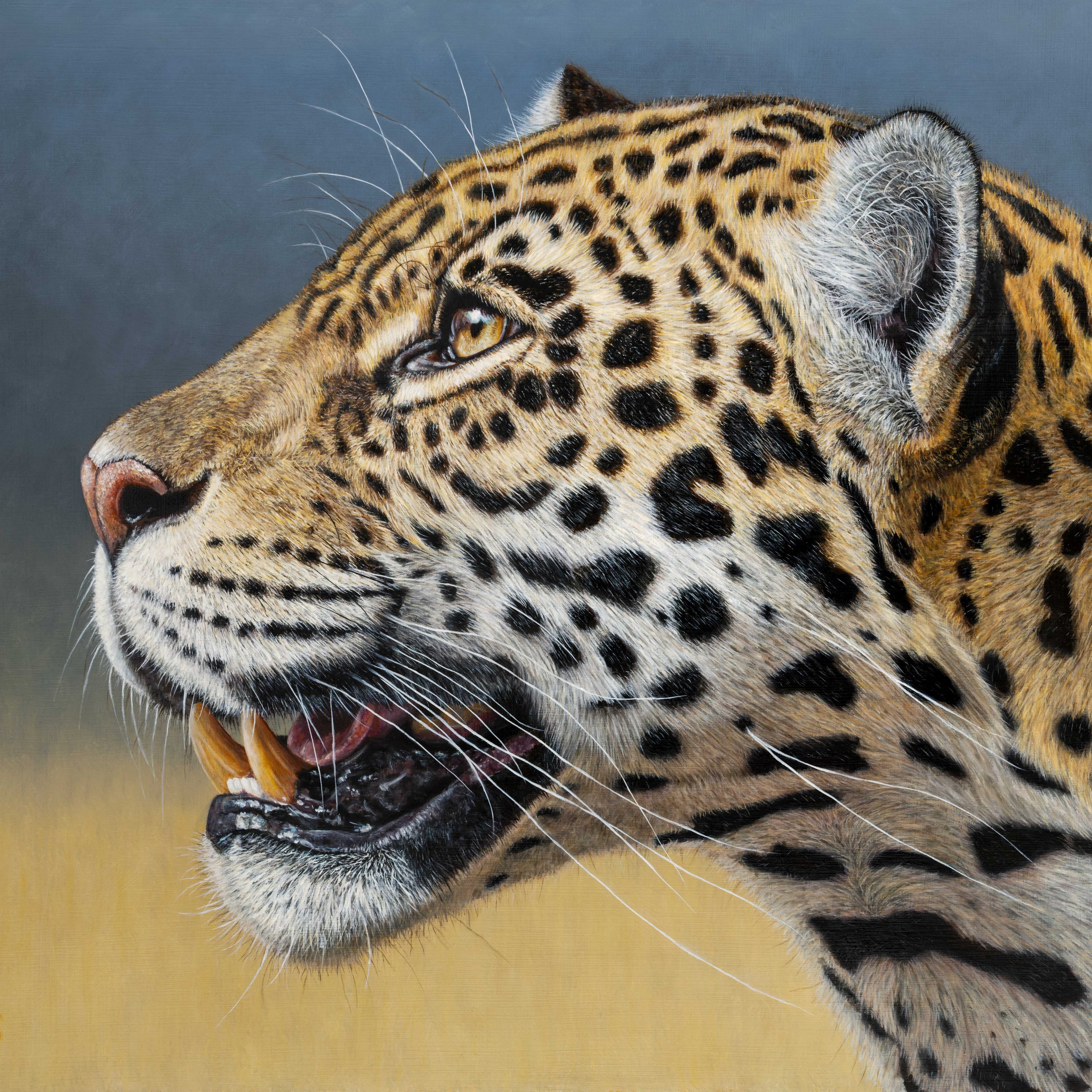 Jaguar Cover.jpg