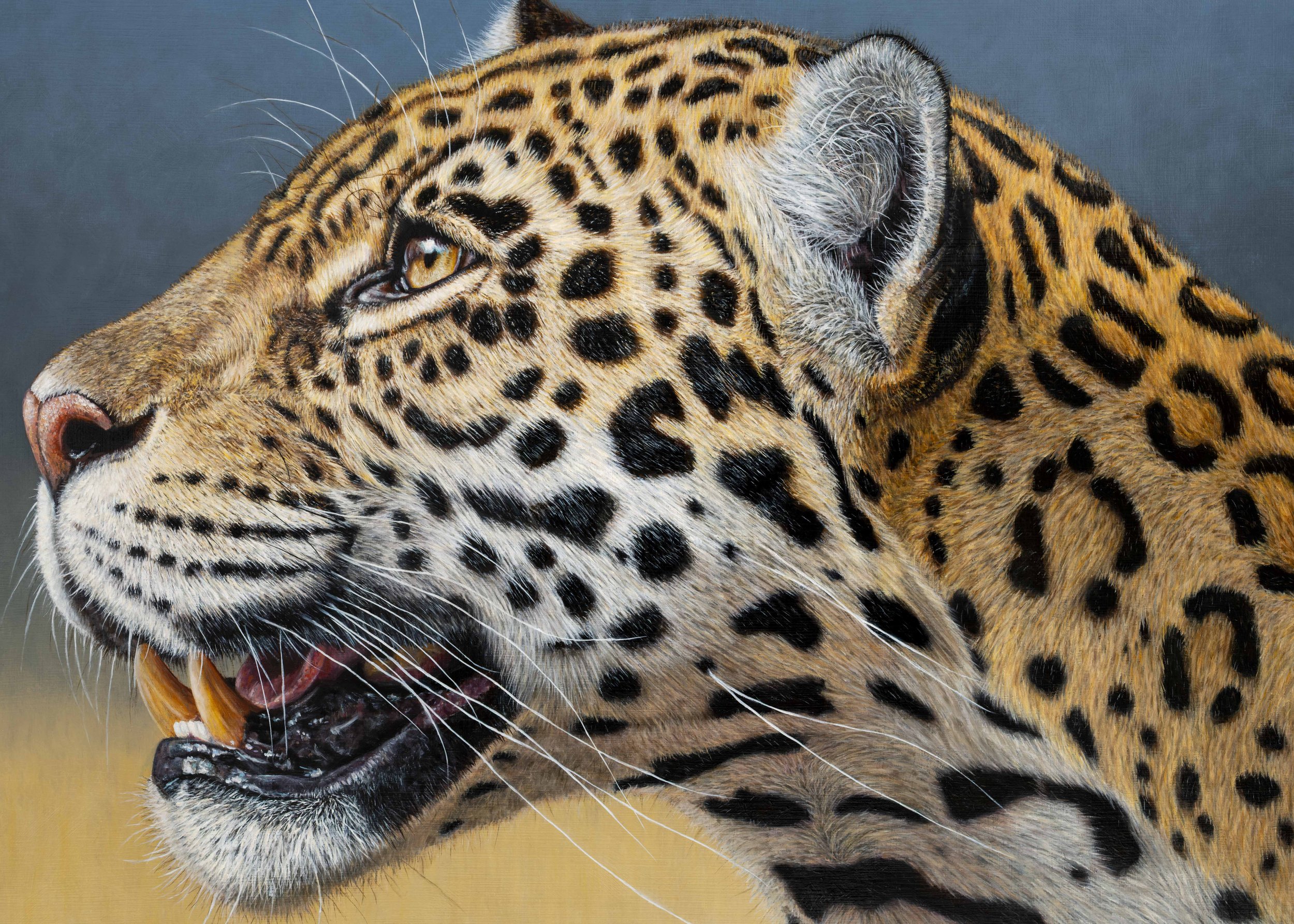 Jaguar-3.jpg