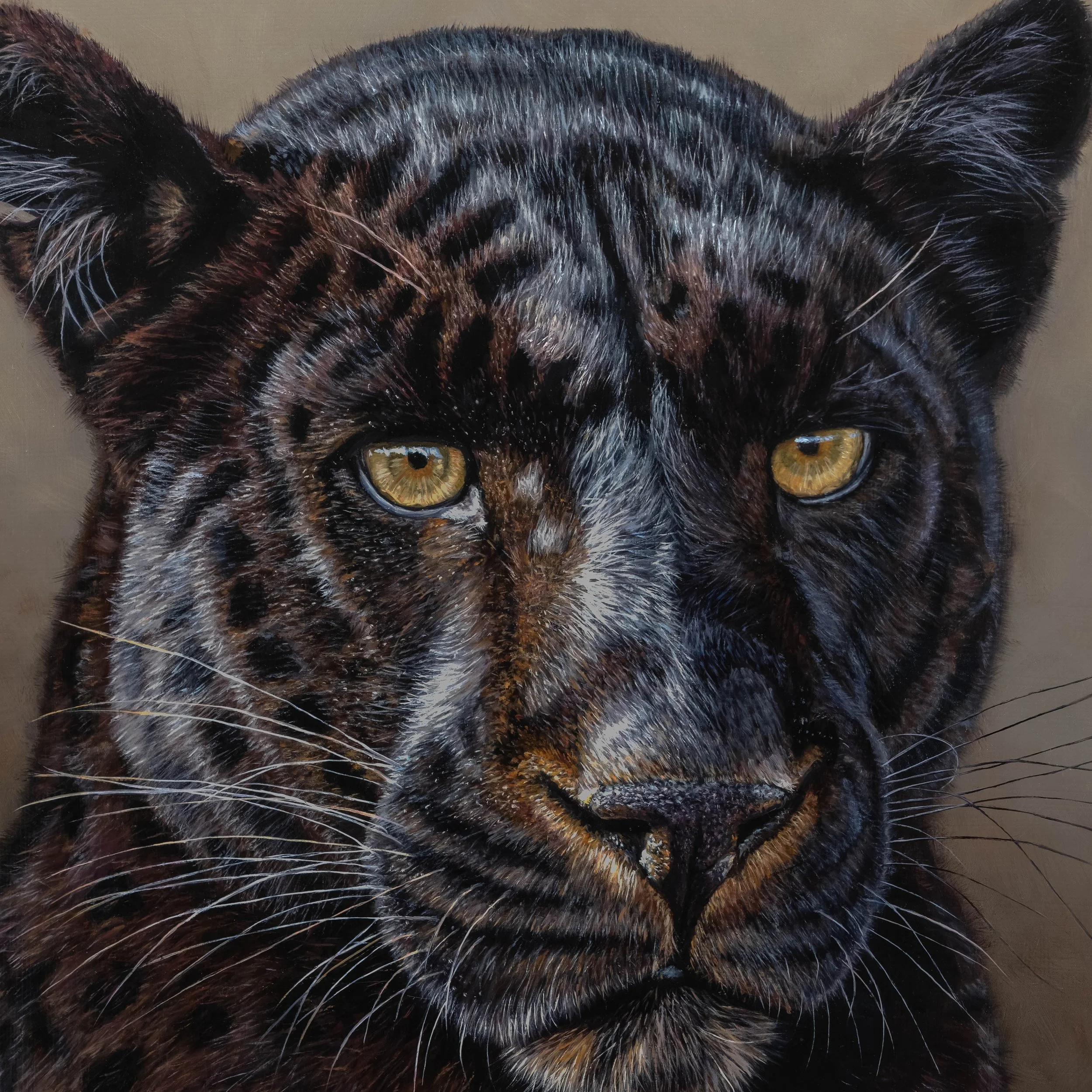 Schwarzer Panther-7.jpg