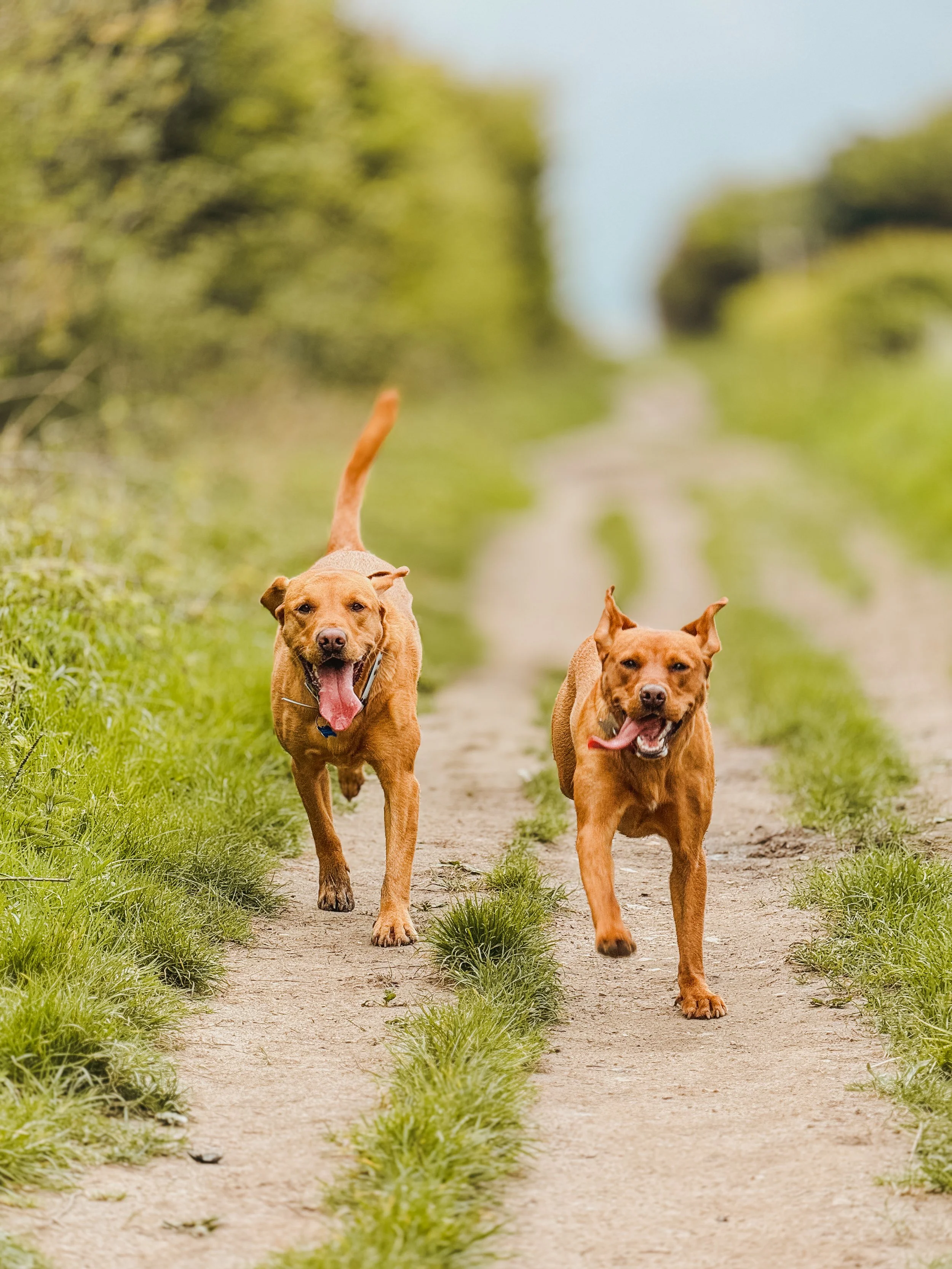 Winchester Dog Walker, Dog Walker near me, Holly and The Dogs, Winchester Dog Walker