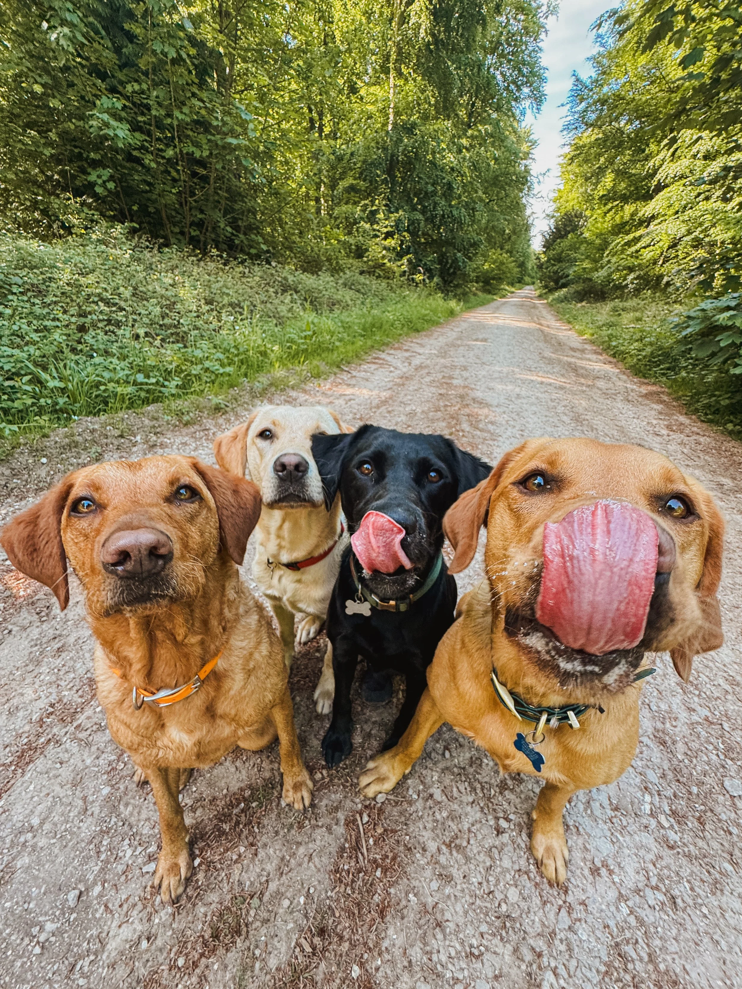 Winchester Dog Walker, Dog Walker near me, Holly and The Dogs, Winchester Dog Walker