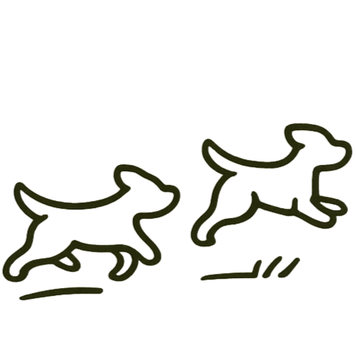 Winchester Dog Walker | Holly and The Dogs