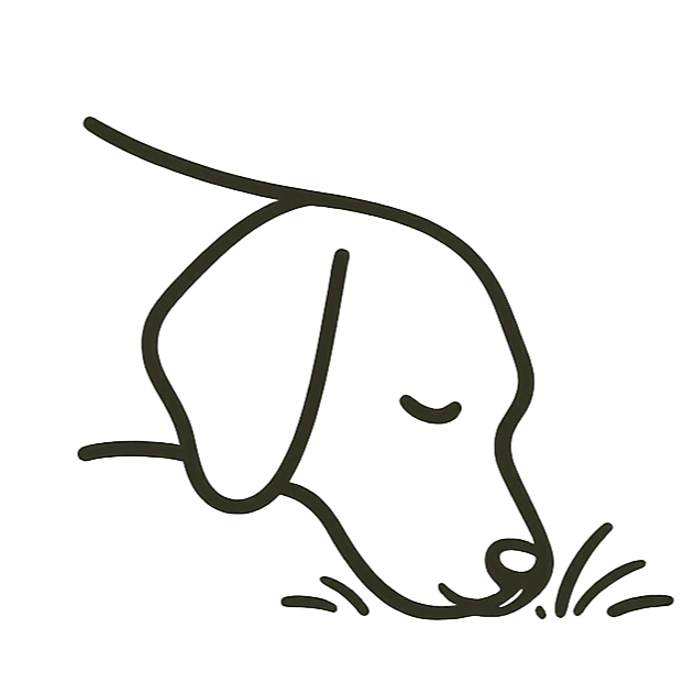 Winchester Dog Walker | Holly and The Dogs