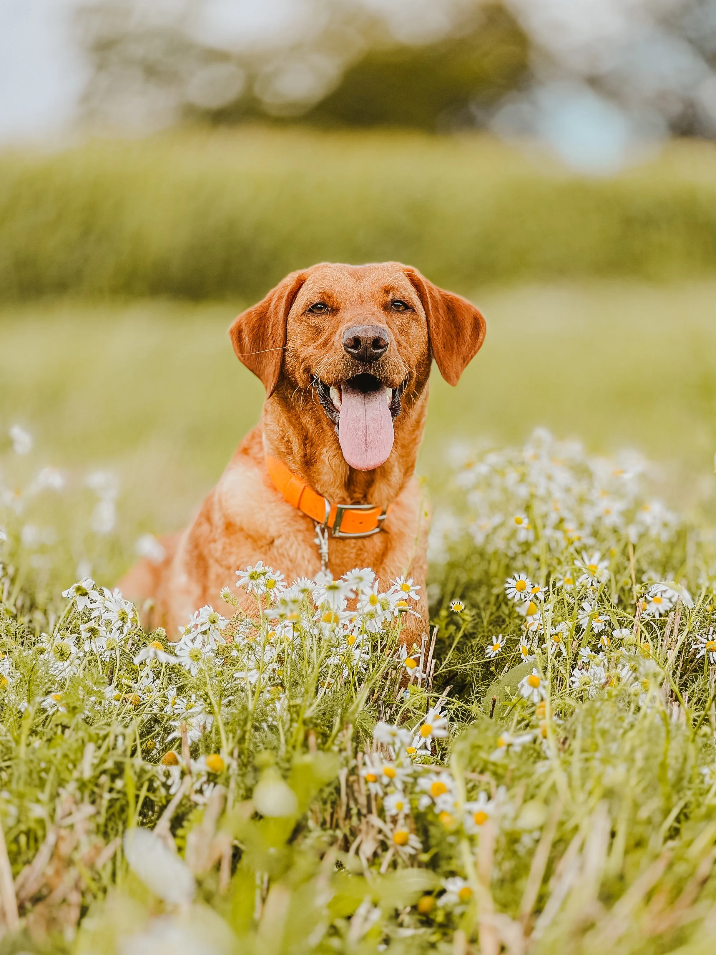 Winchester Dog Walker, Dog Walker near me, Holly and The Dogs, Winchester Dog Walker