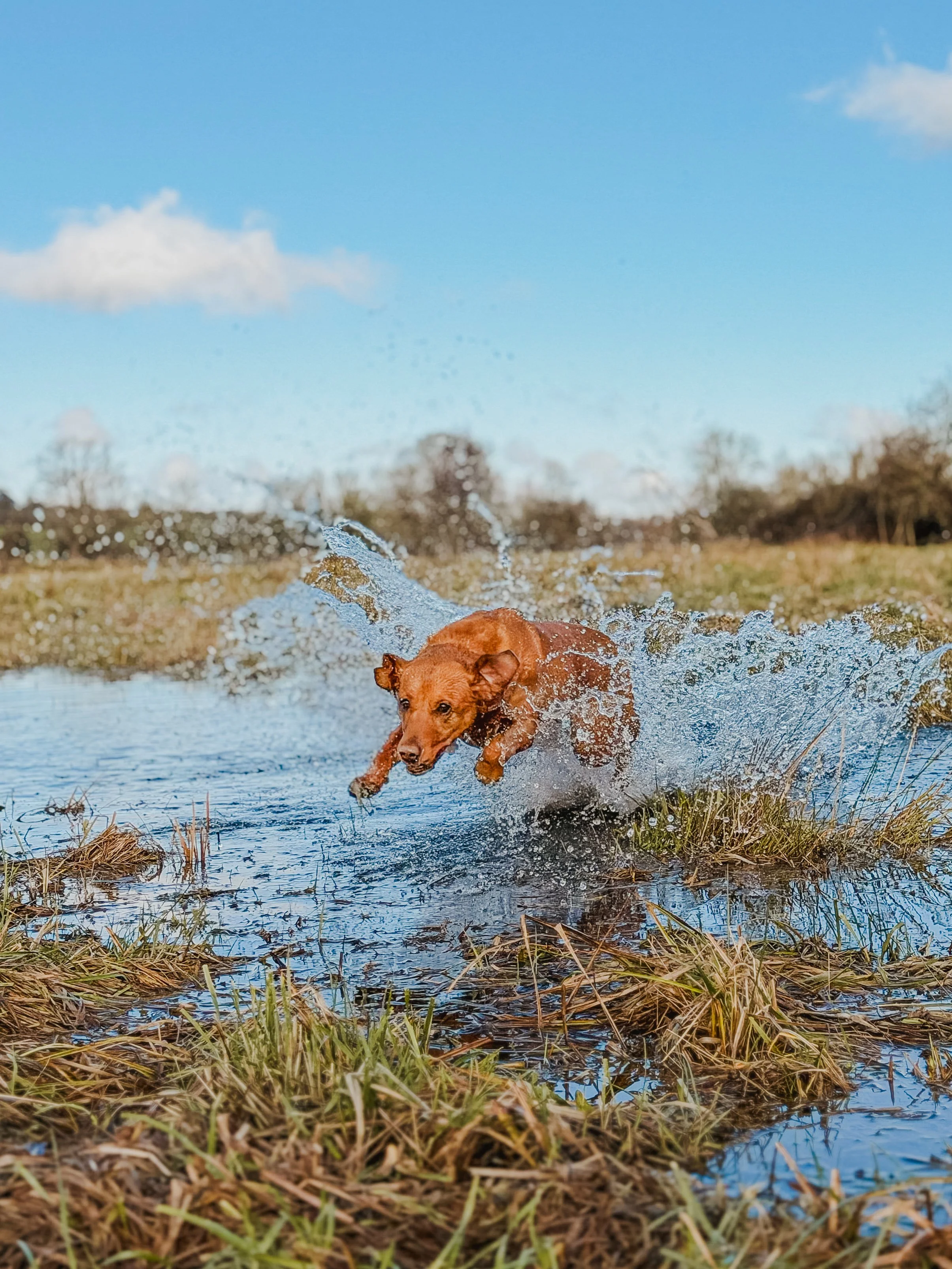 Winchester Dog Walker, Dog Walker near me, Holly and The Dogs, Winchester Dog Walker