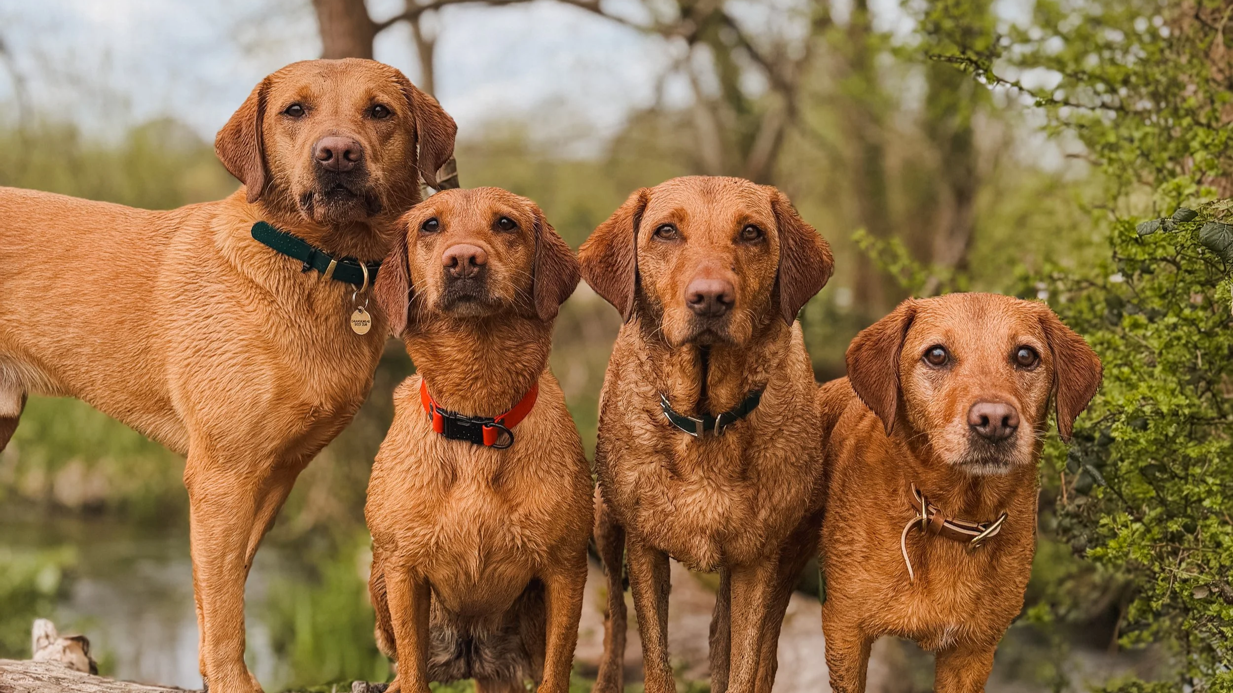 Winchester Dog Walker | Holly and The Dogs - Fox red labradors