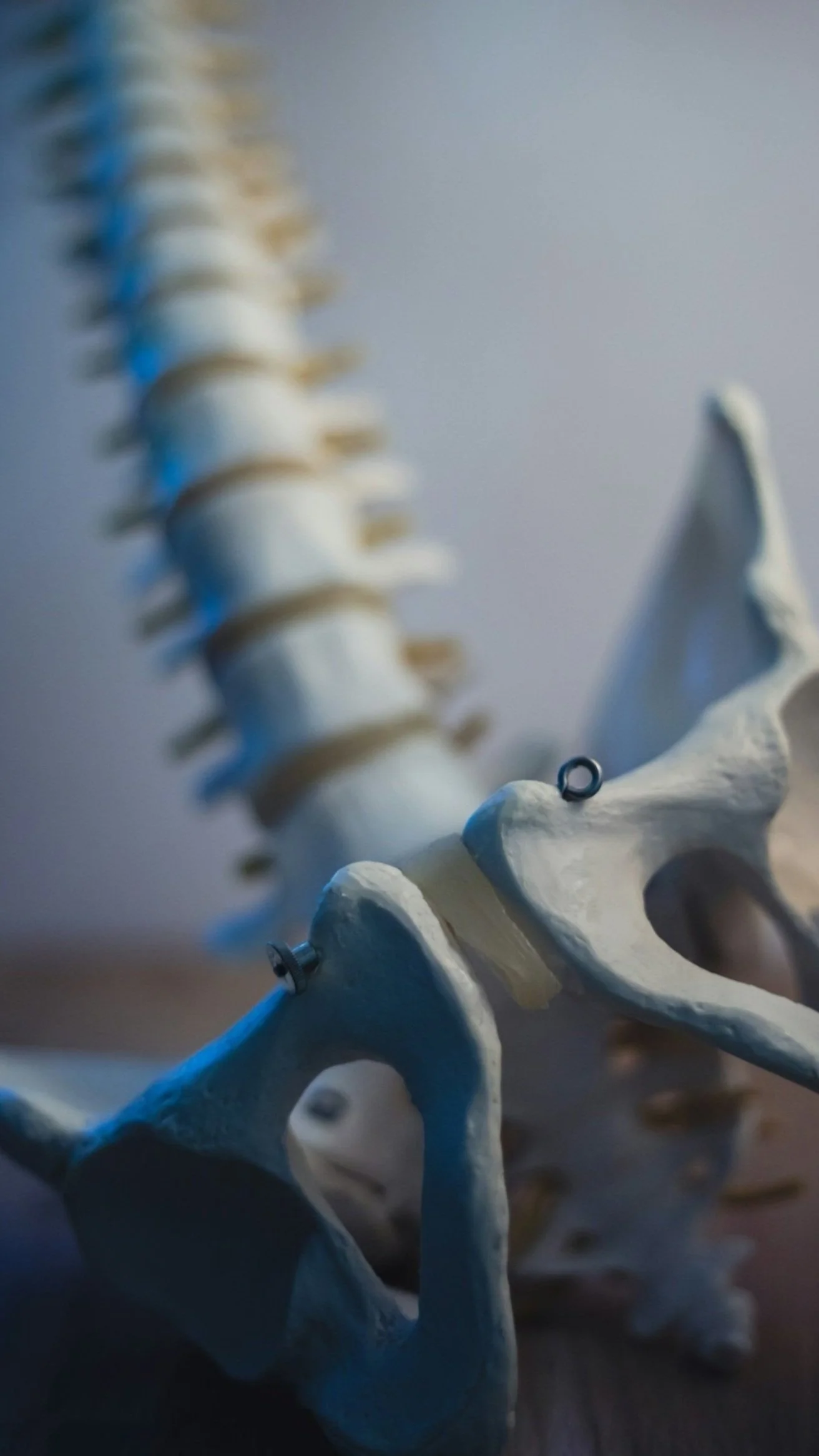 Close-up of a human pelvic skeleton model with lumbar spine in the background.