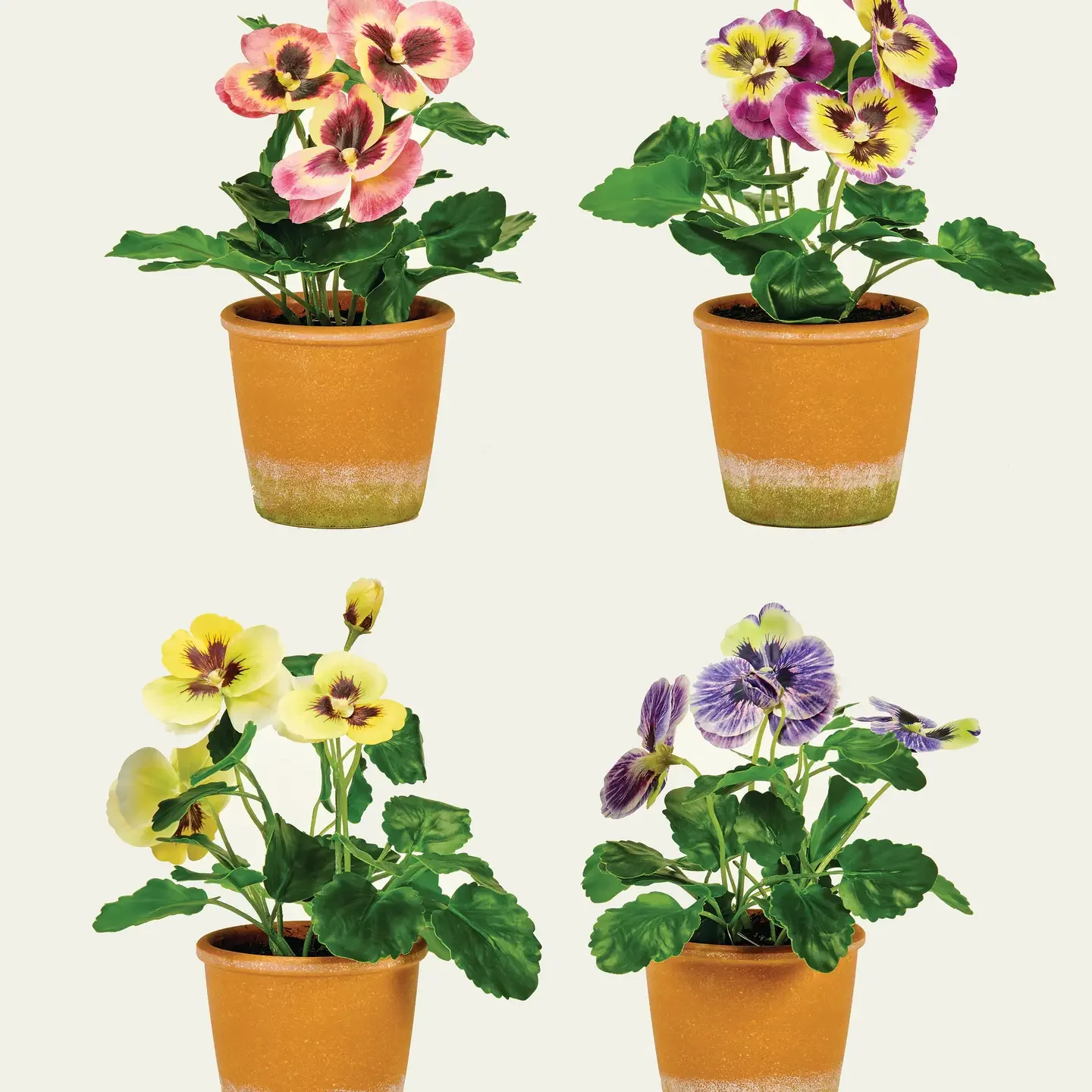 10" Pansy in 4" Clay Look Pot, pink