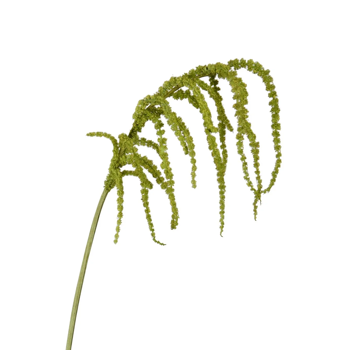 Amaranthus Hanging Spray, green