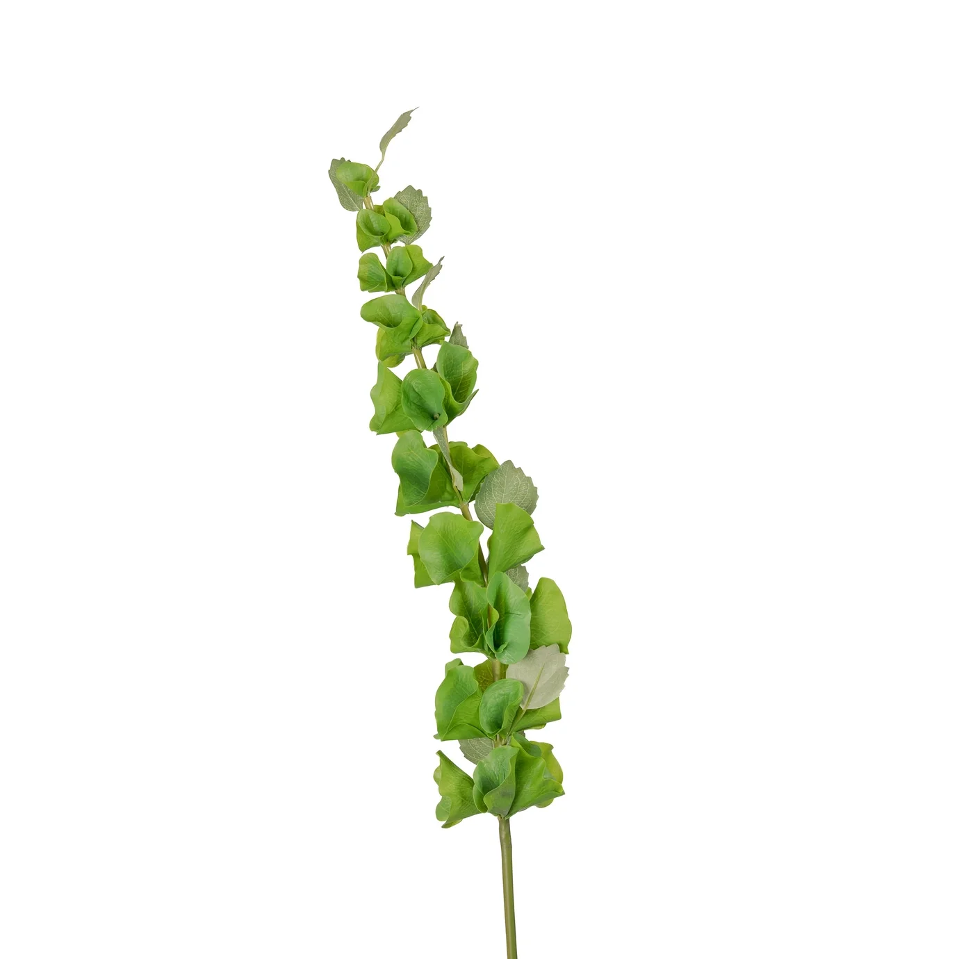 Bells of Ireland Stem, 37 inch