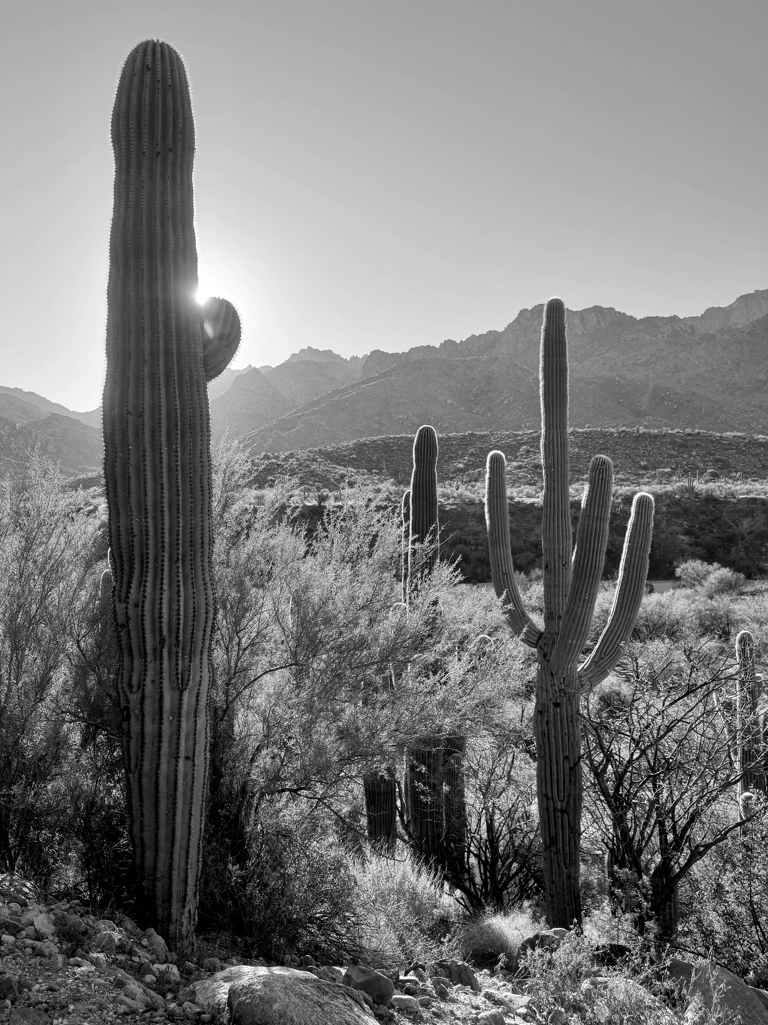 Cactus Holding Light B&W