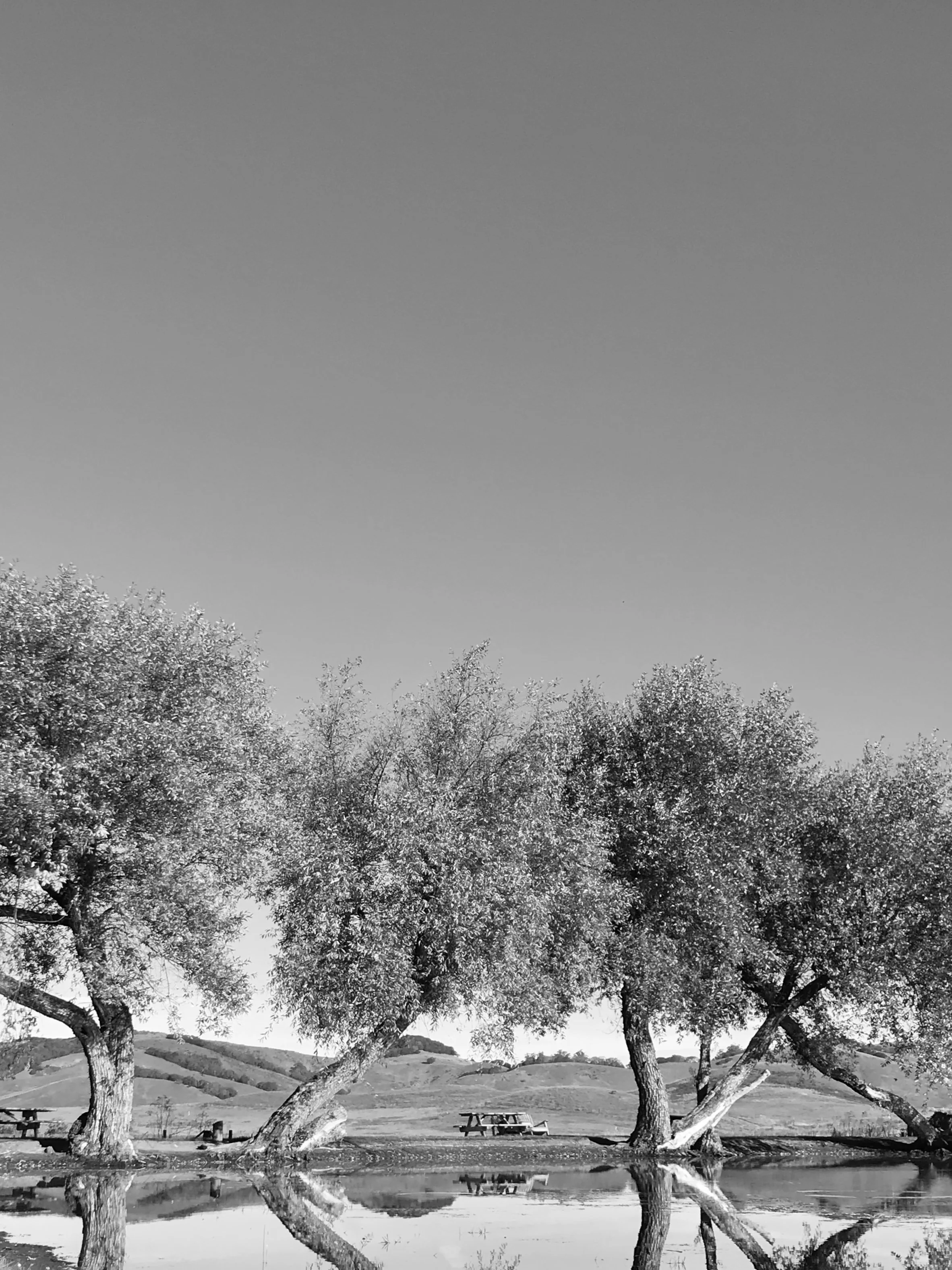 Trees Lake Picnic Tables B&W