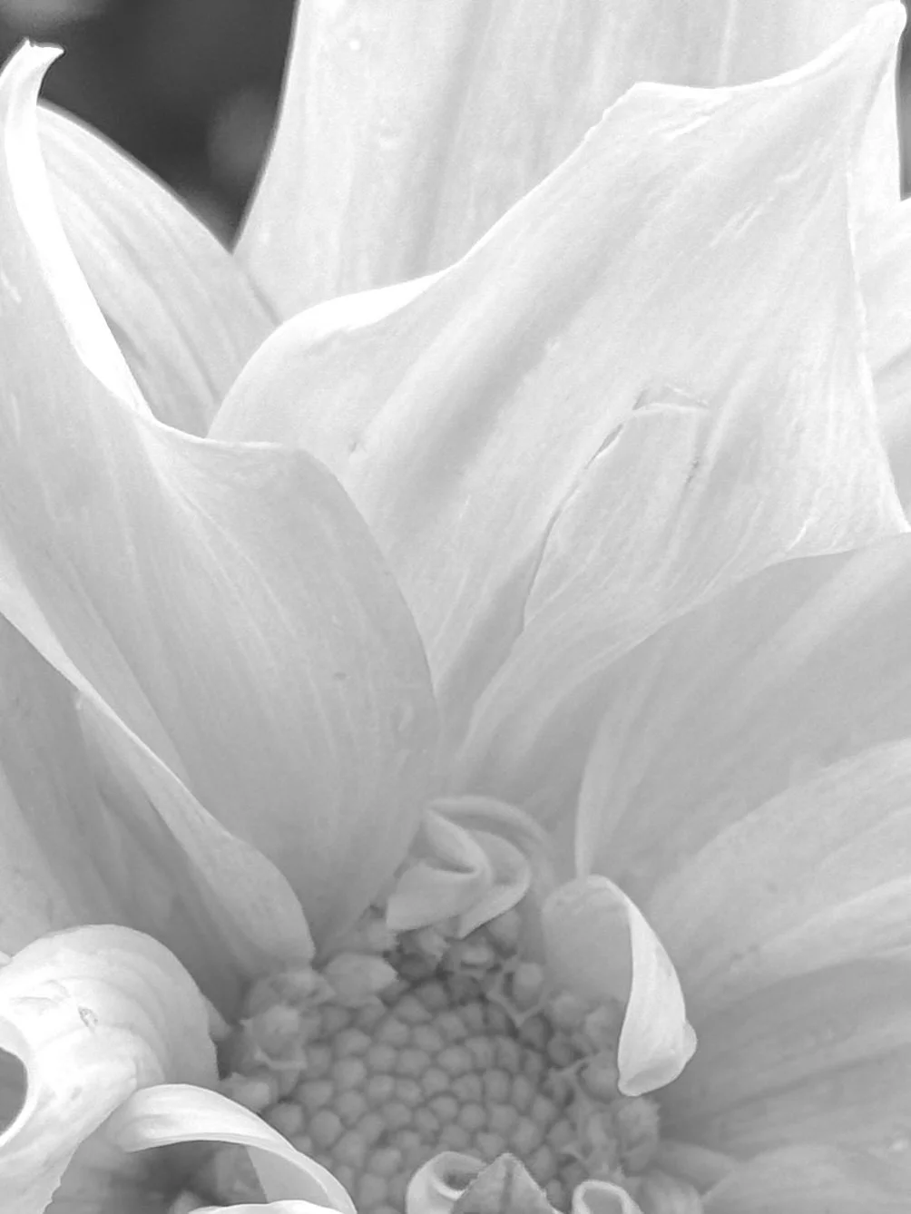 White Flower Petals B&W