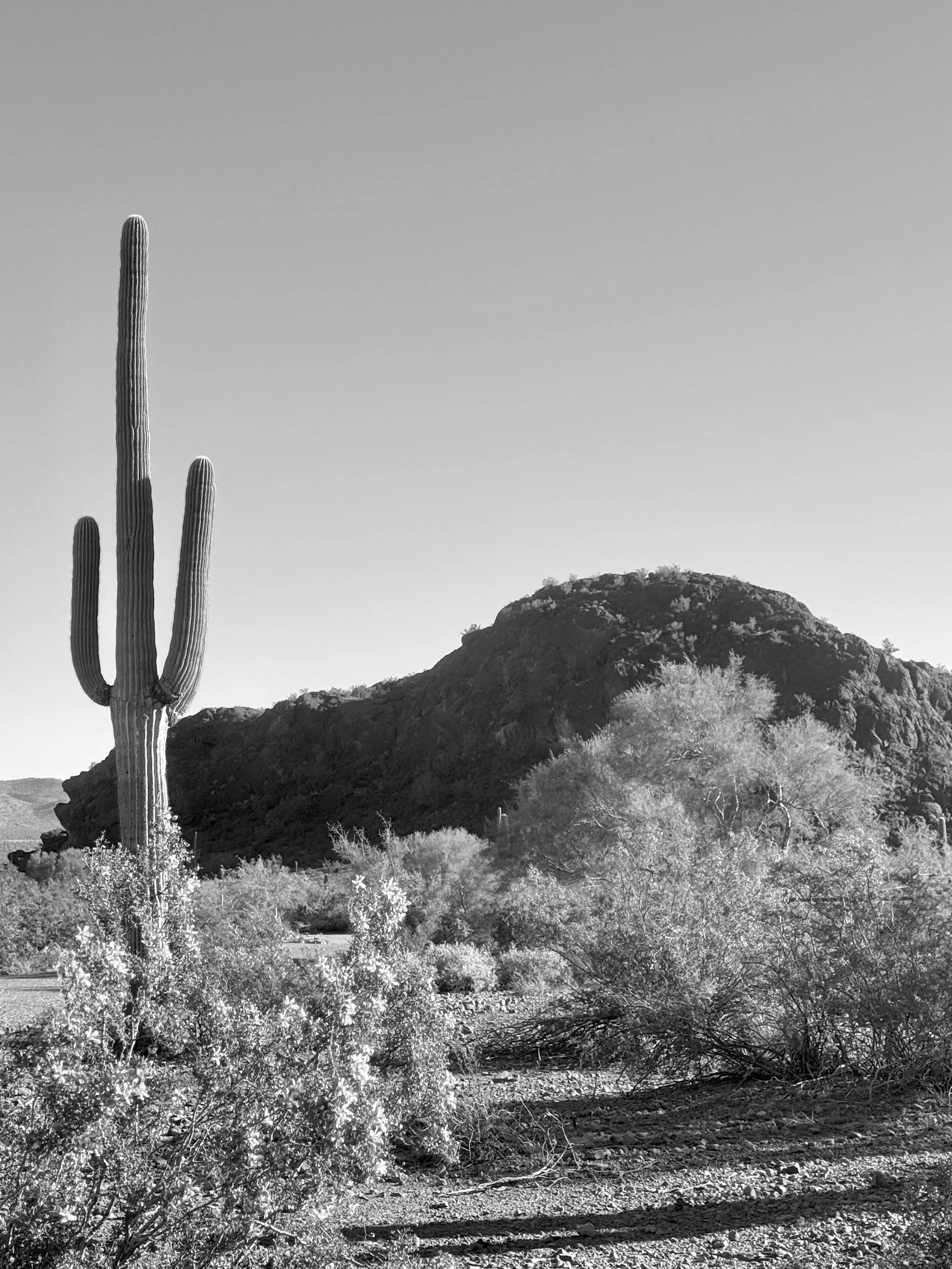 Cactus Ten B&W