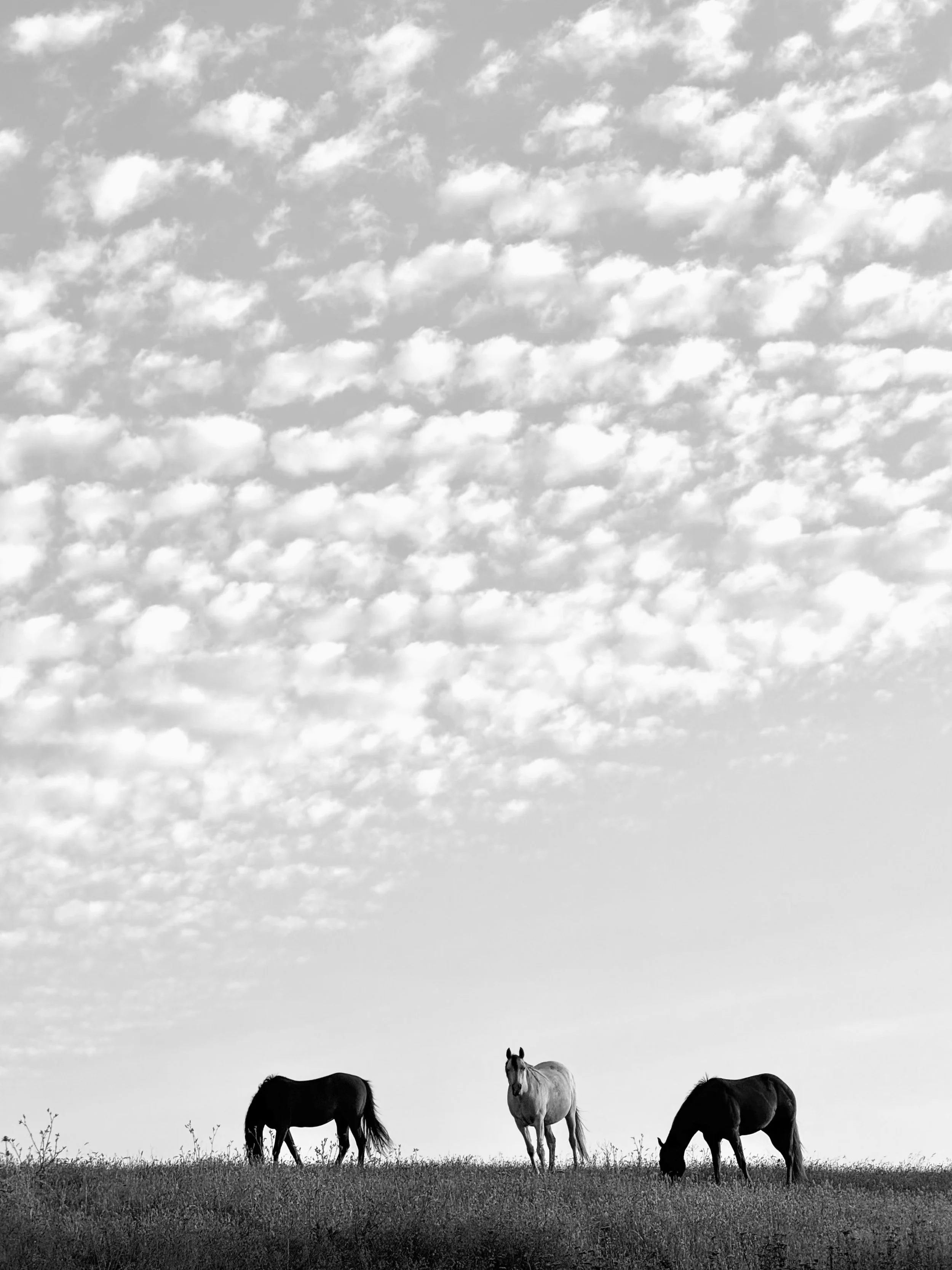 Horse Hill B&W