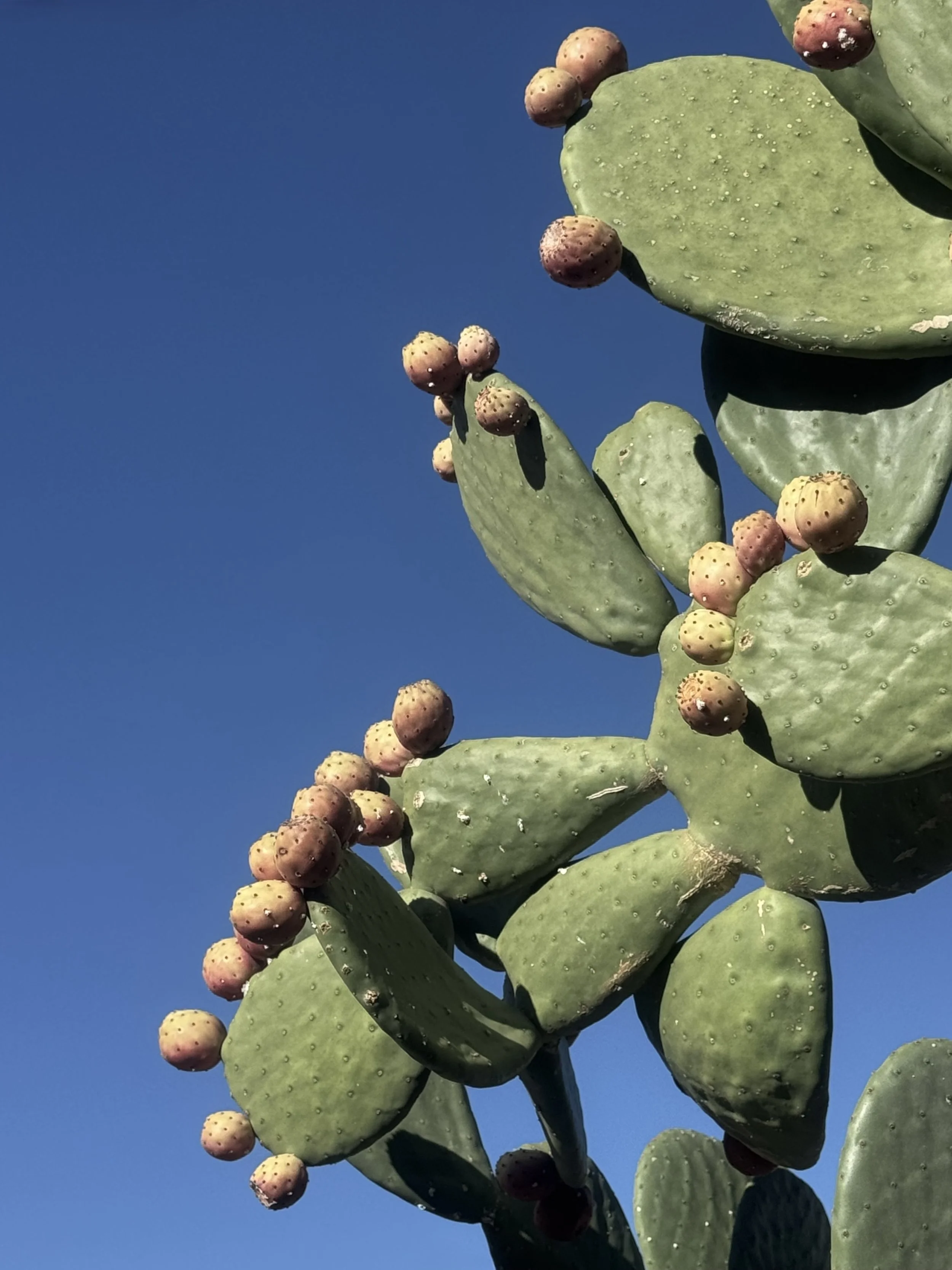 Cactus Buds