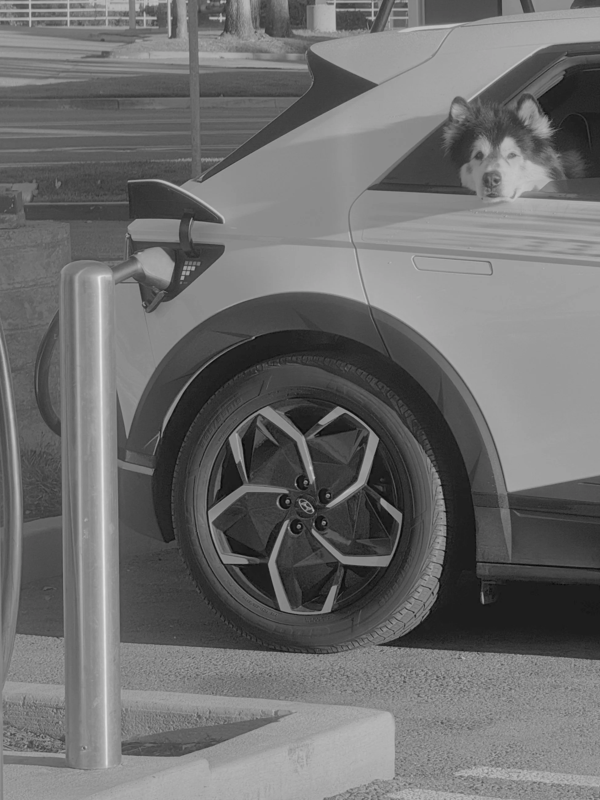 EV Charging Dog B&W