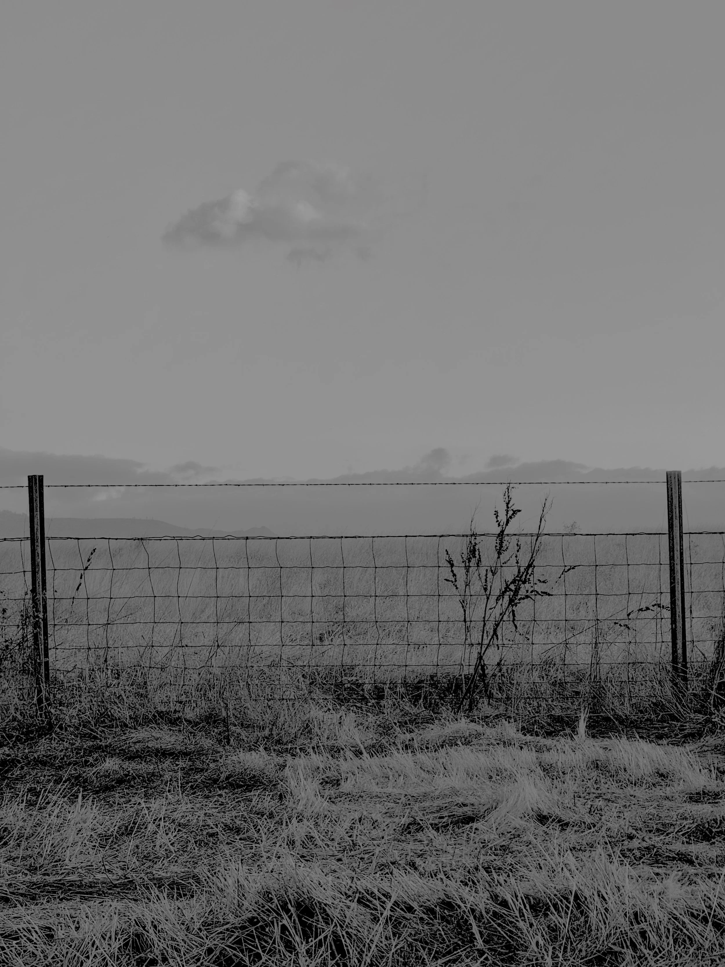 Pink Cloud & Field B&W