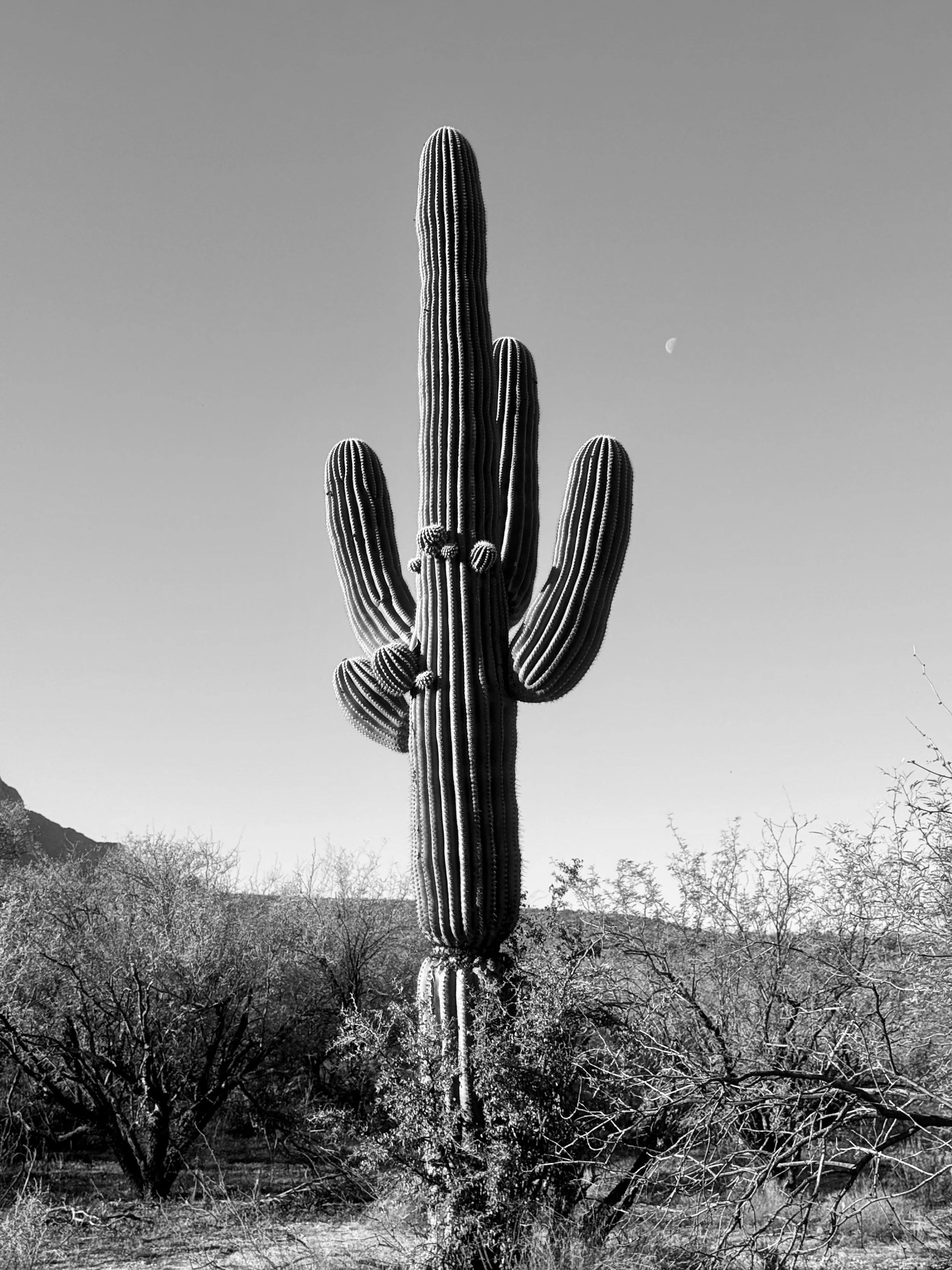 Mama Cactus and Baby Buds B&W