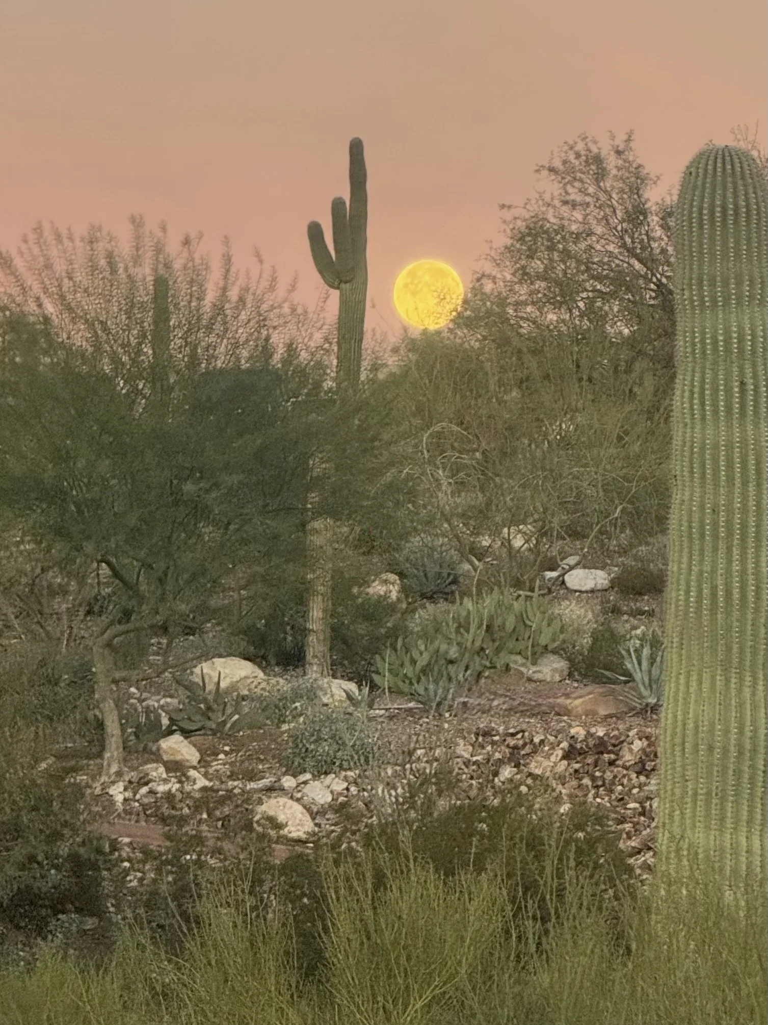 Cactus & Moon Morning