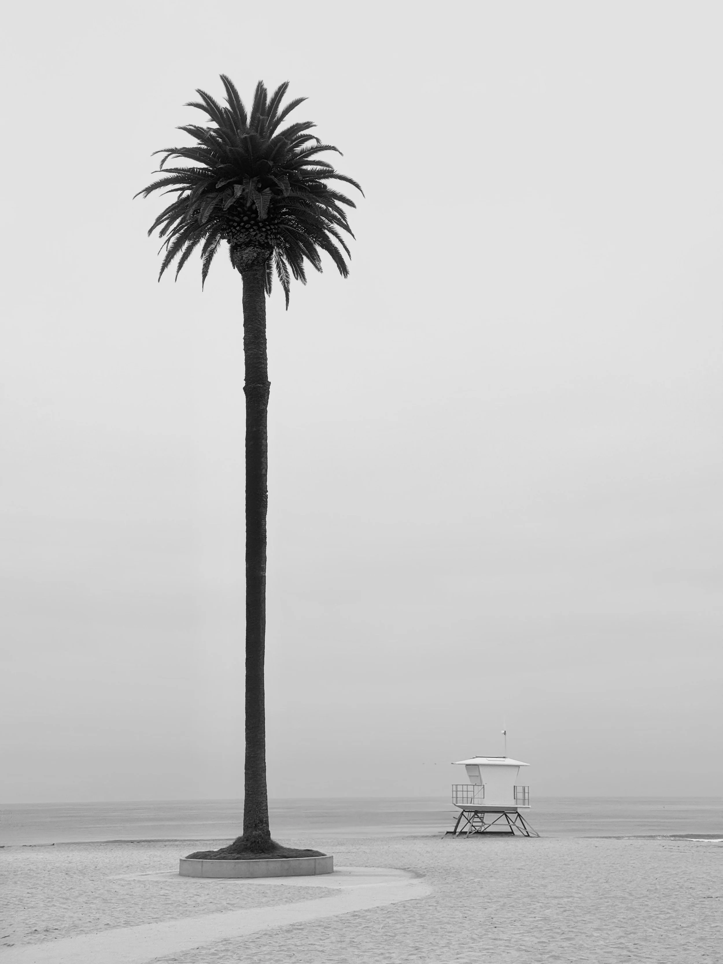 Tallest Palm B&W