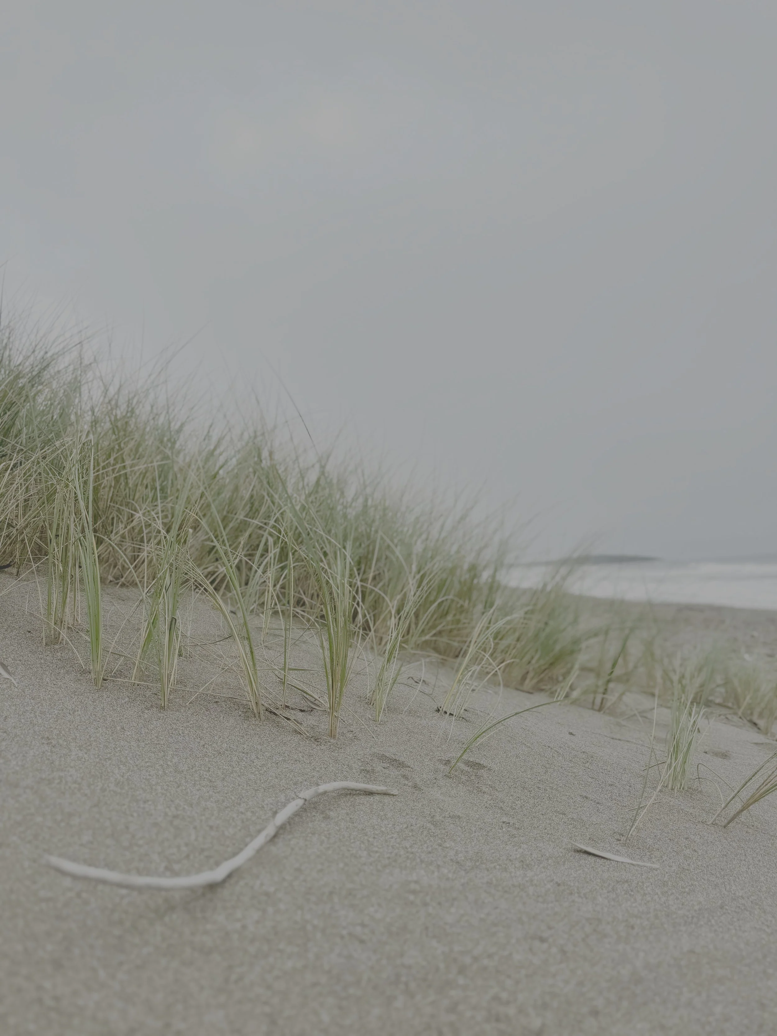 Sand Dune & Grass