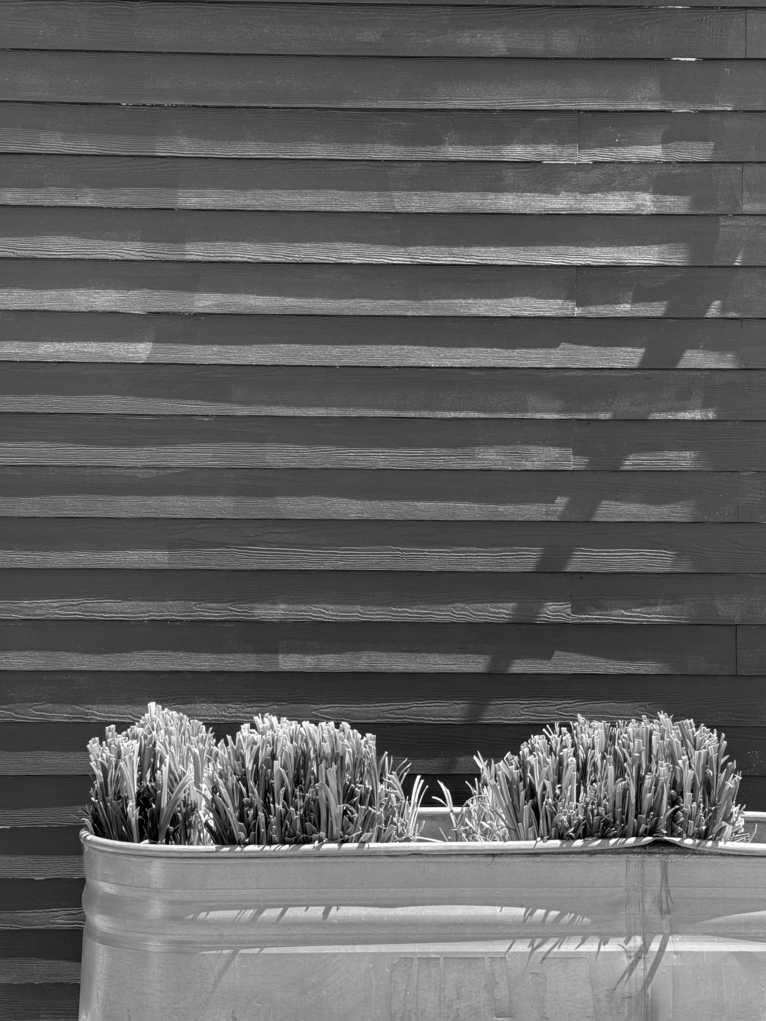 Gray Wall & Plants in Bin B&W