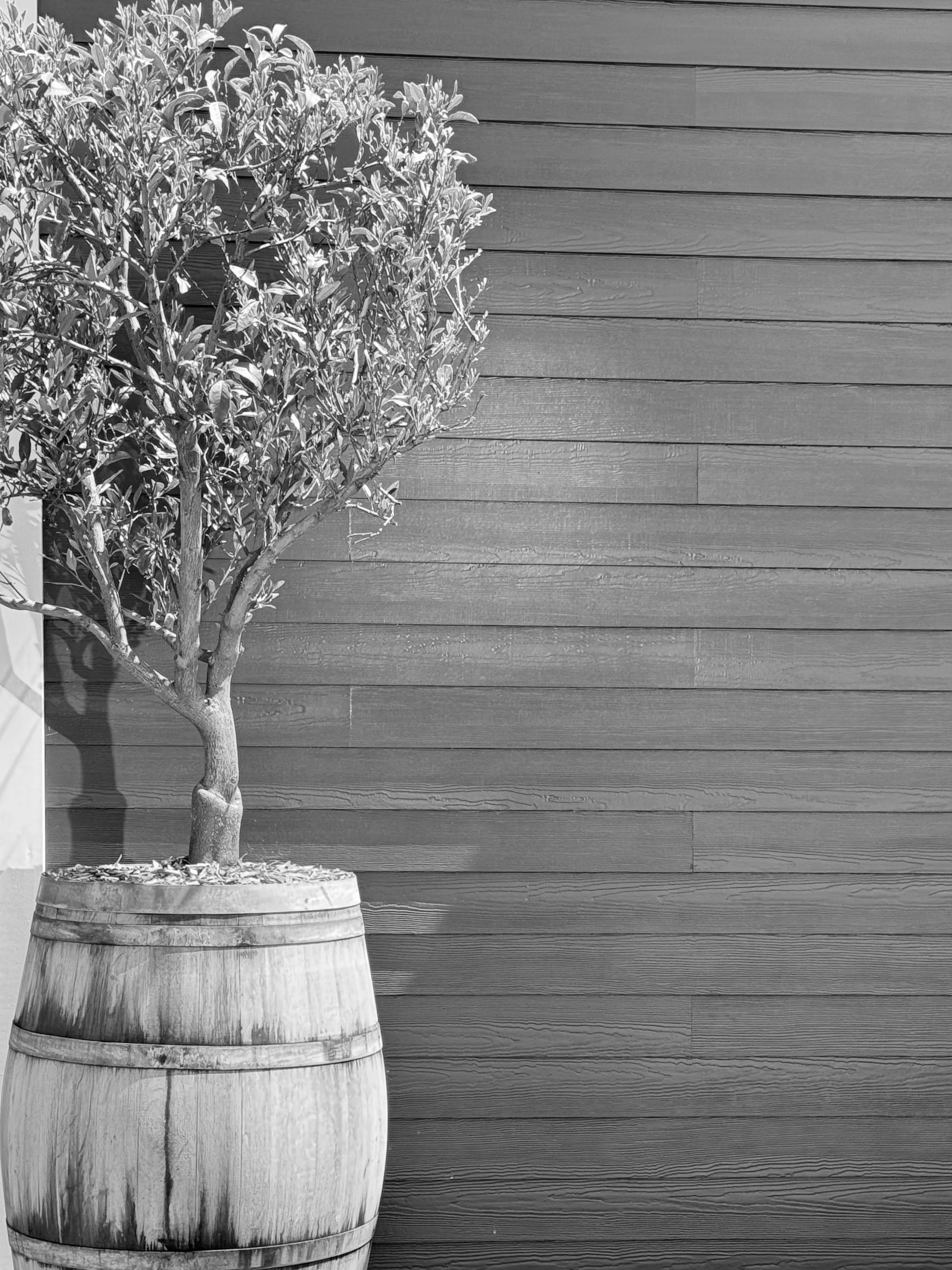 Tree in Barrel B&W