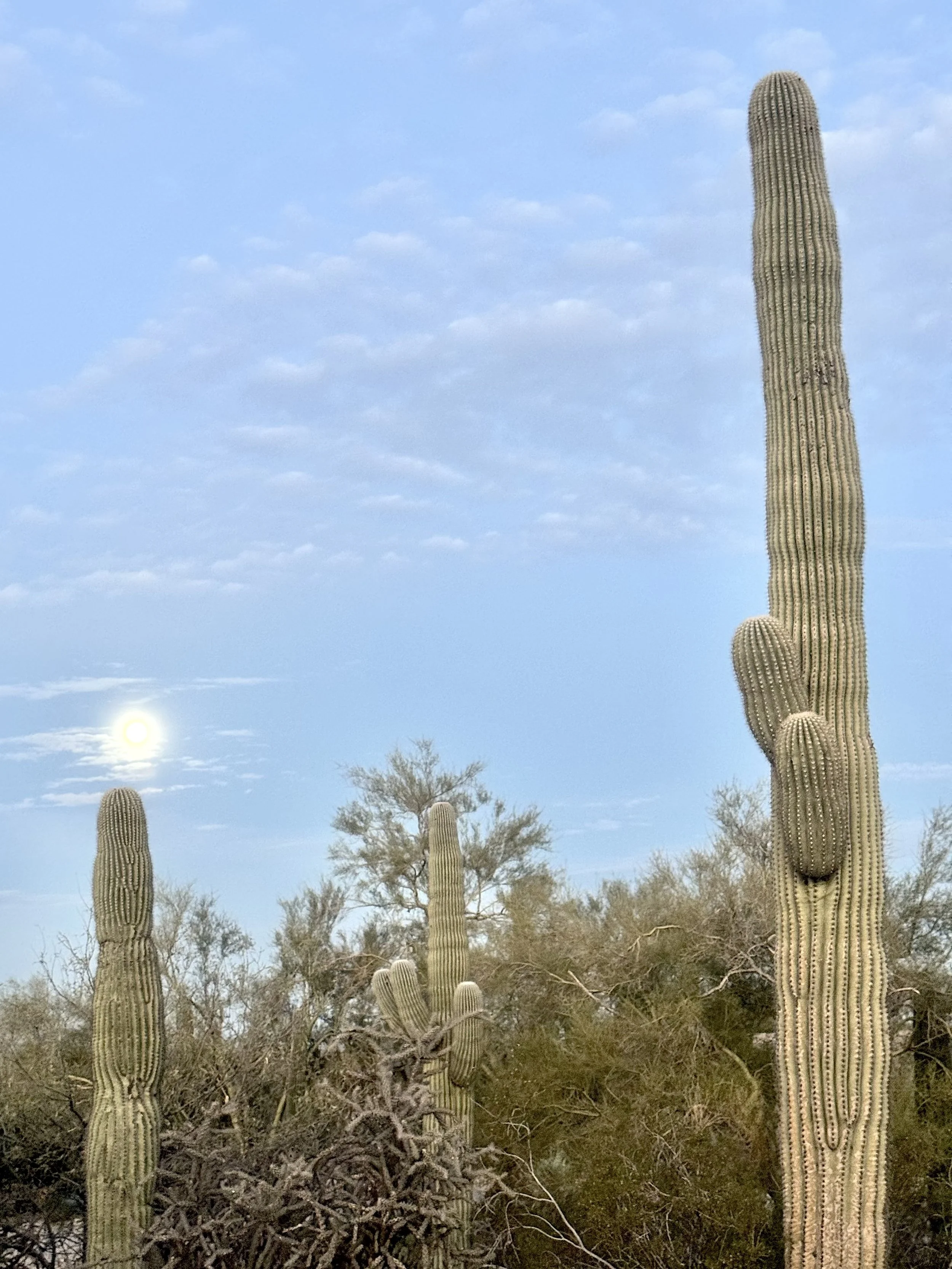 Moon on Cactus