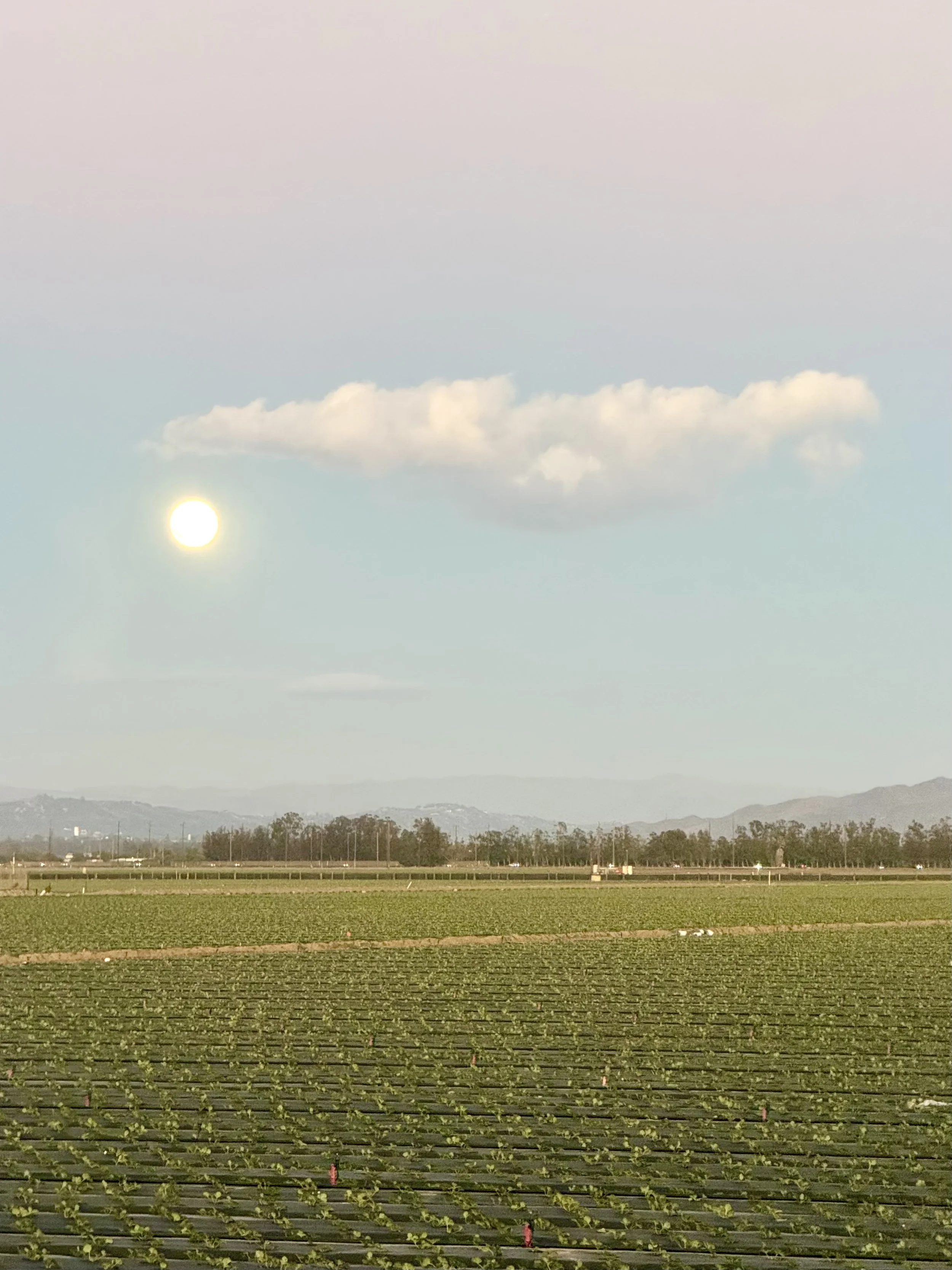 Green Farmer Field