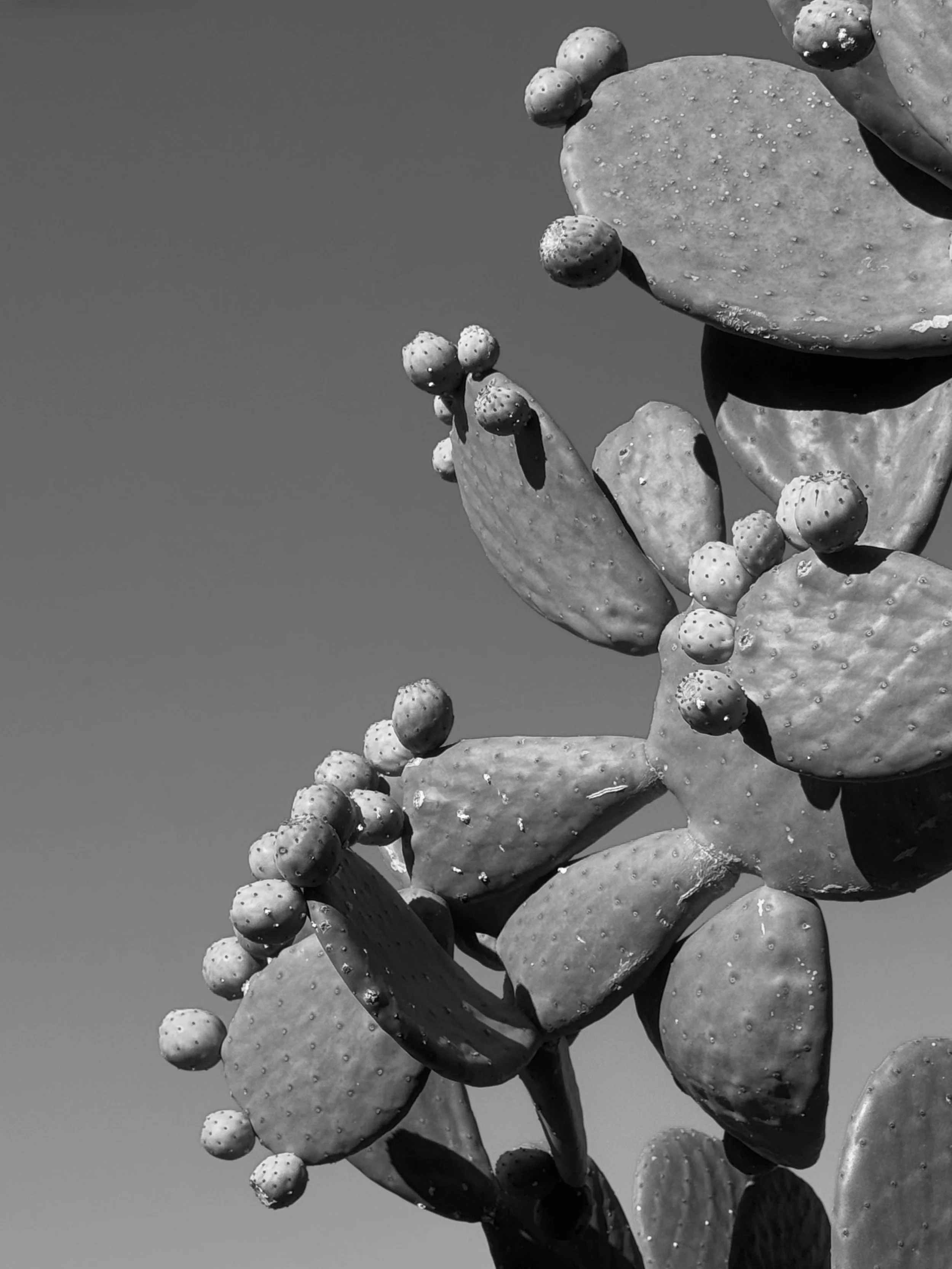 Cactus Buds B&W