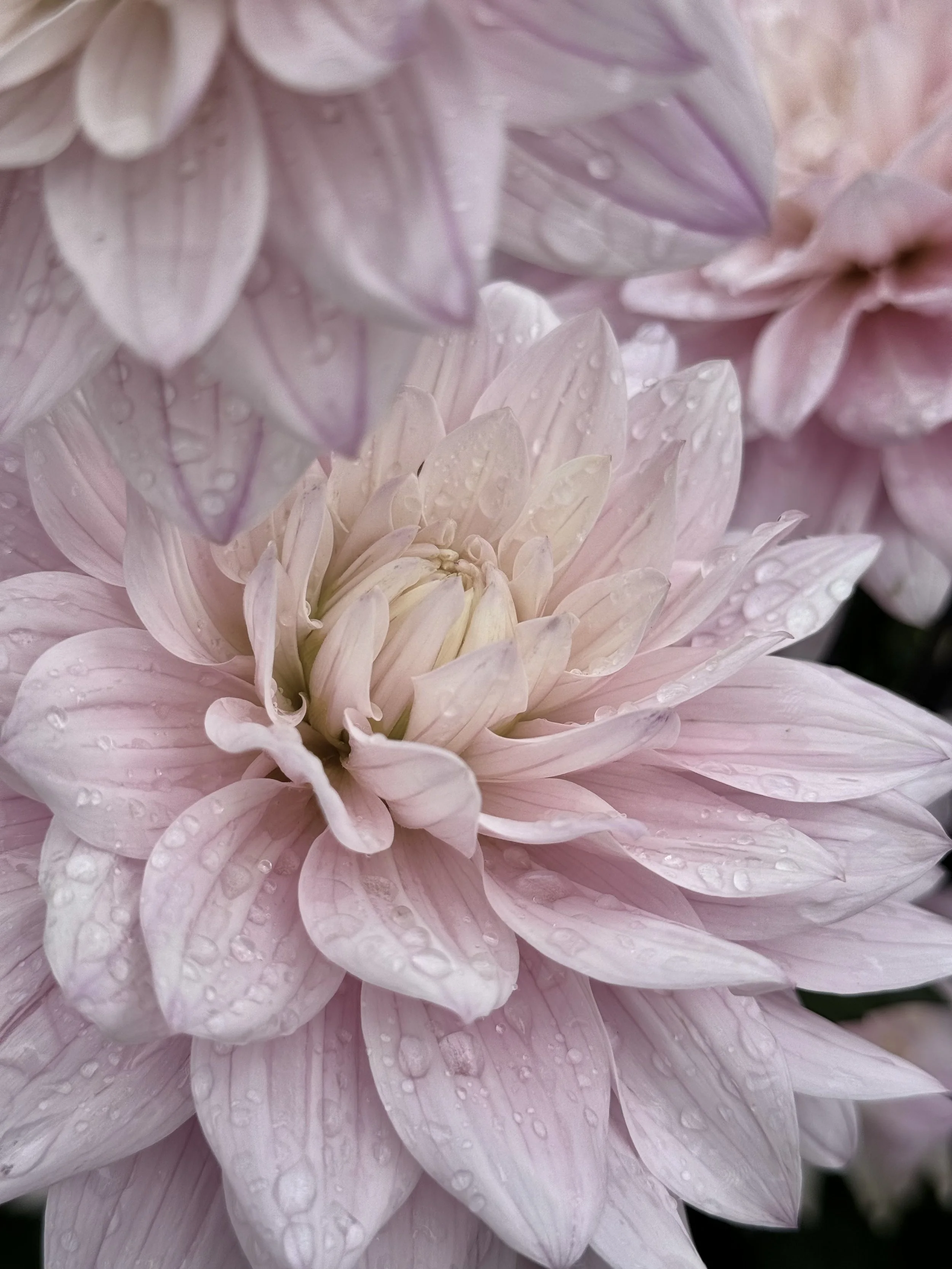 Flowers & Dewdrops