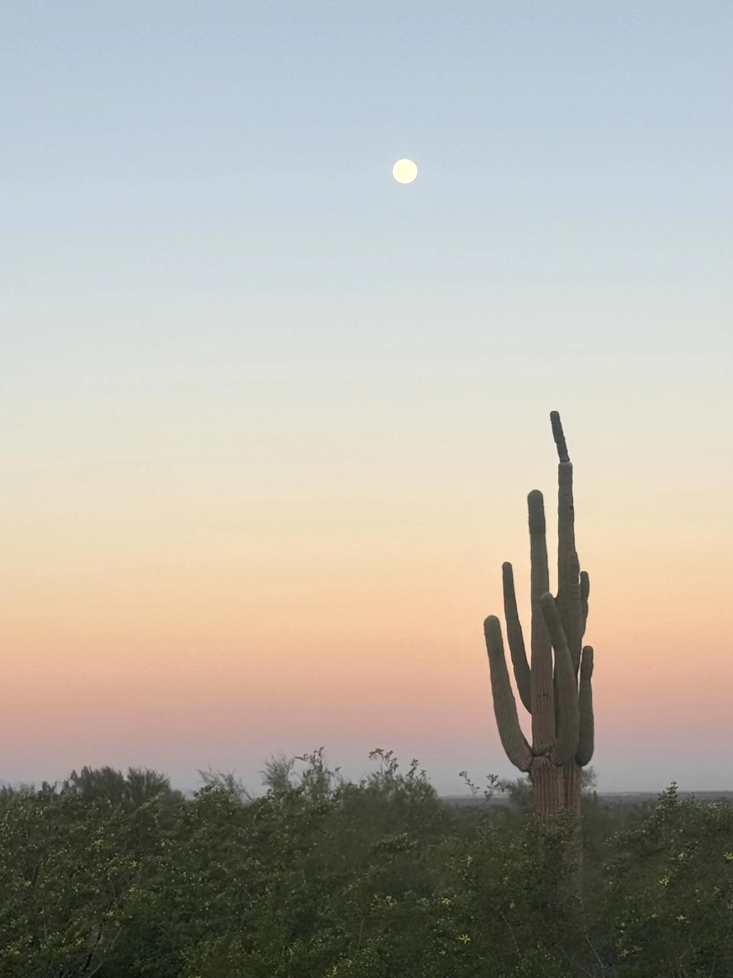 Moon Cactus & Pink Sky