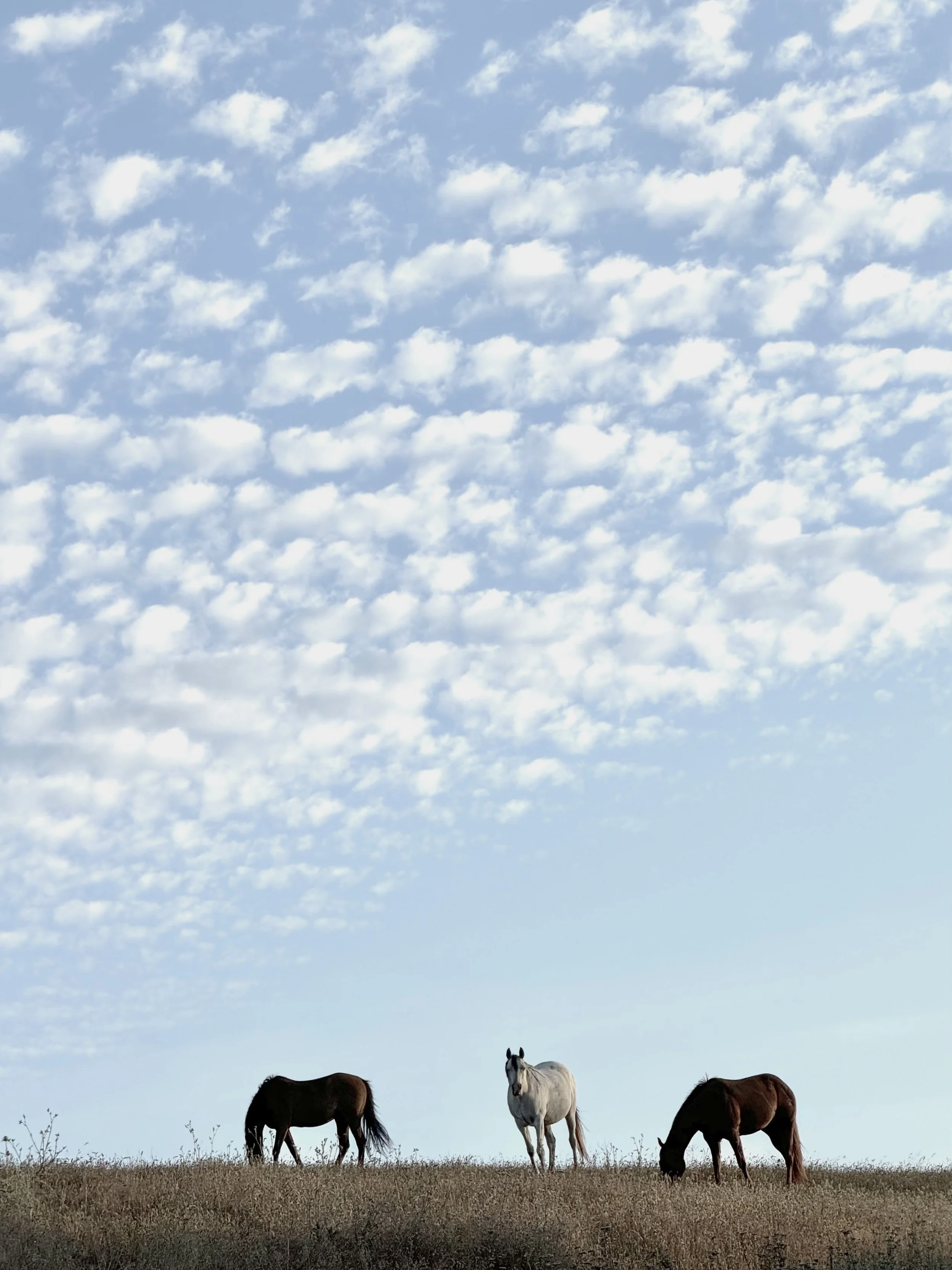 Horse Hill