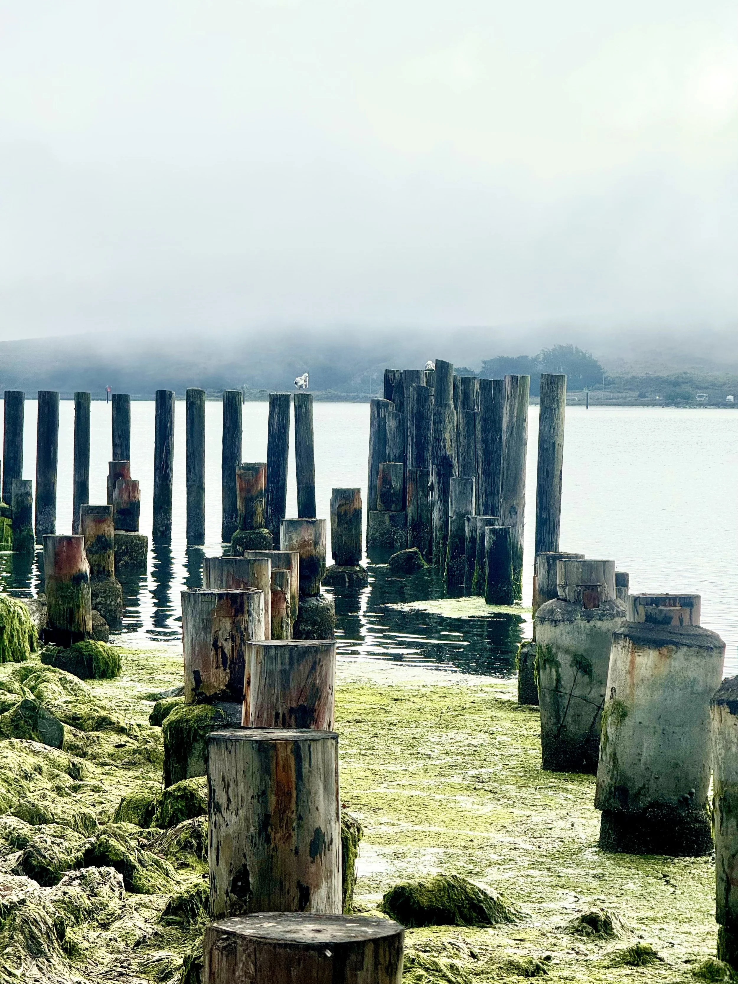 Bodega Bay Low Tide