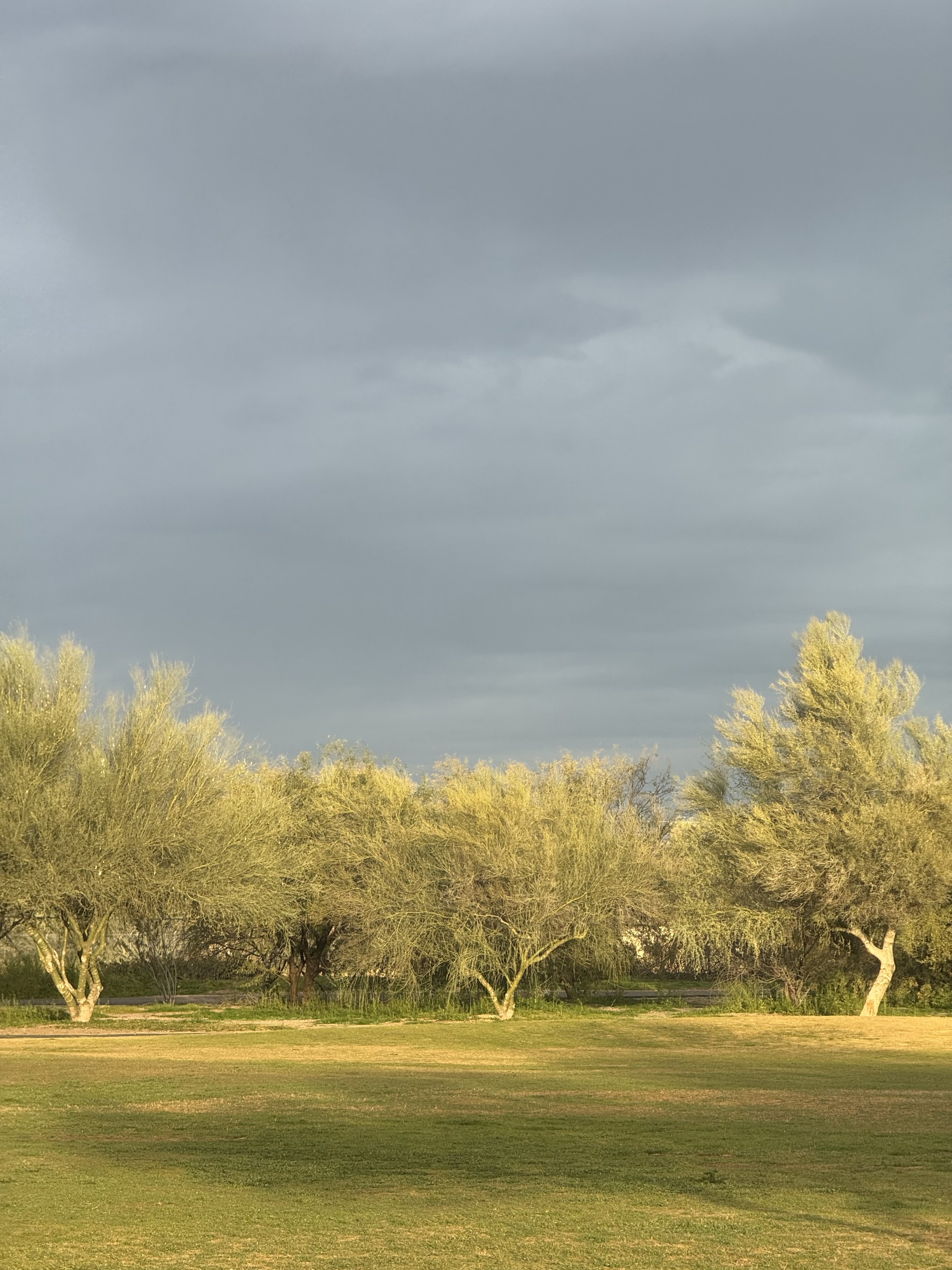 Yellow Trees & Gray Sky