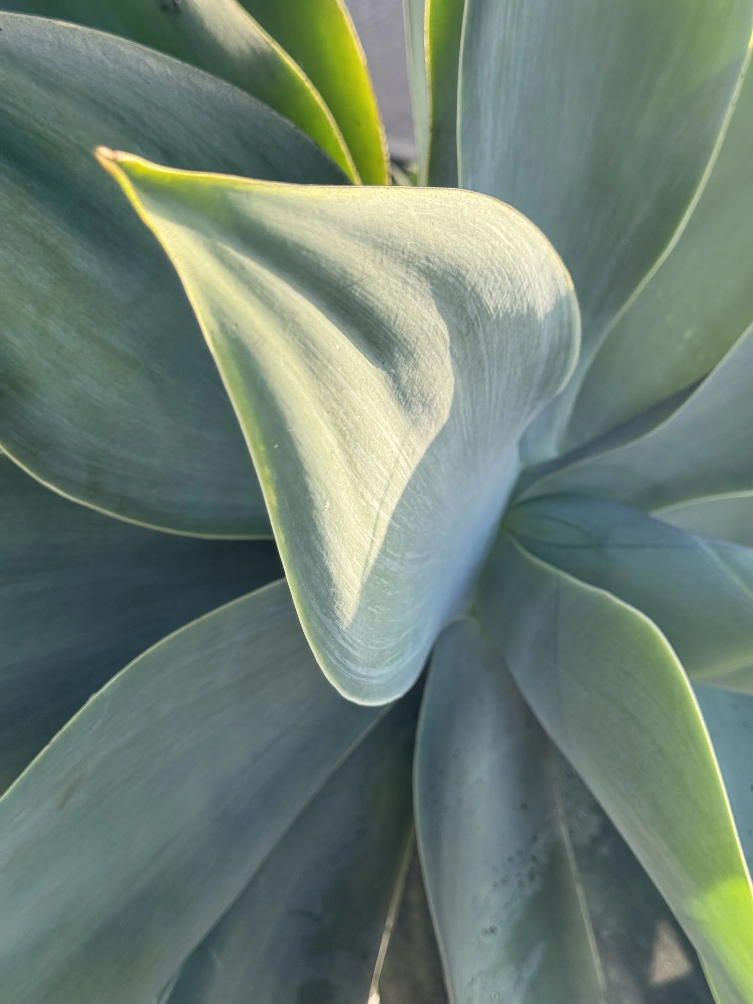 Green Plant