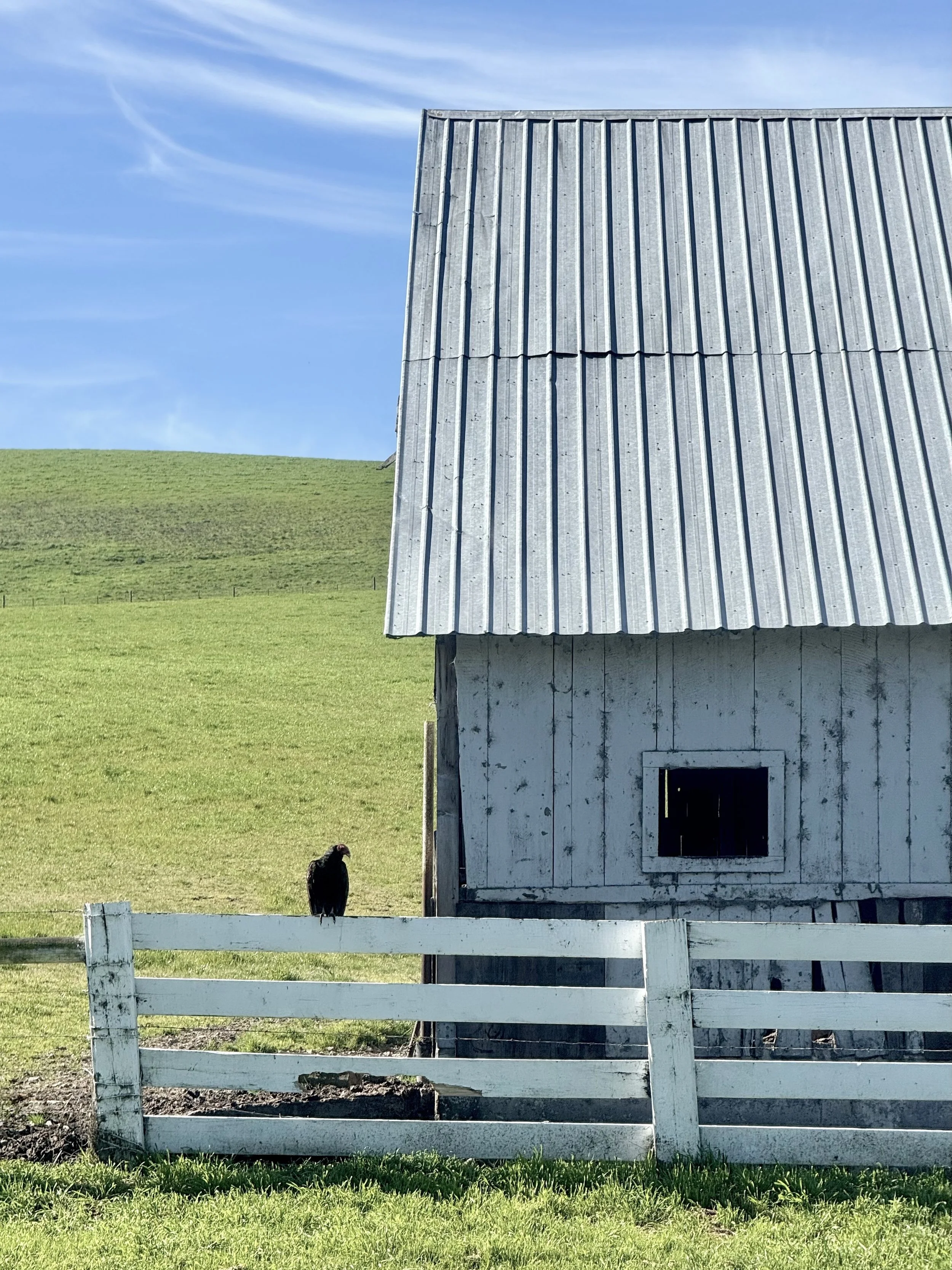 Bird on Fence