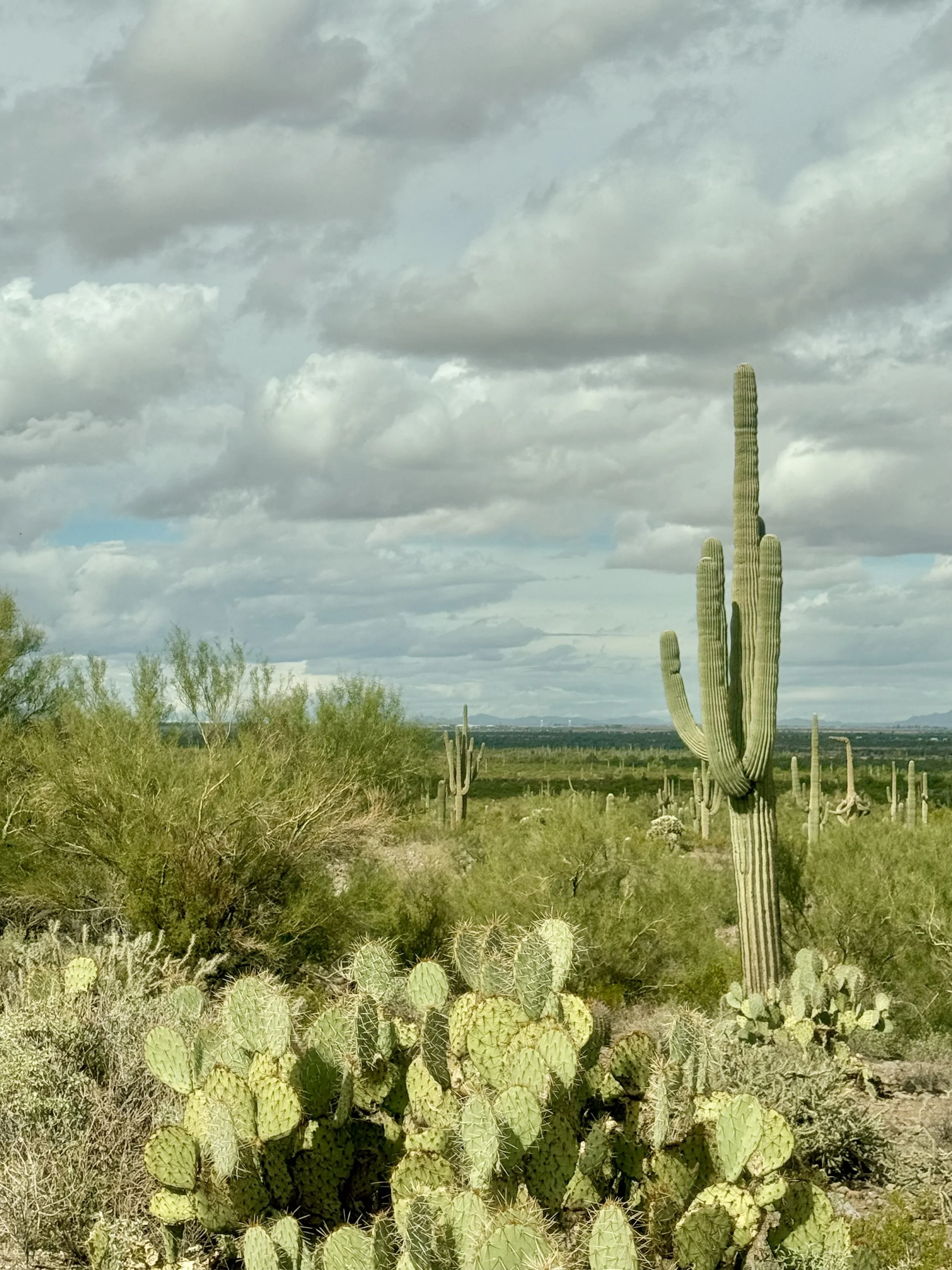Green Desert Cactus