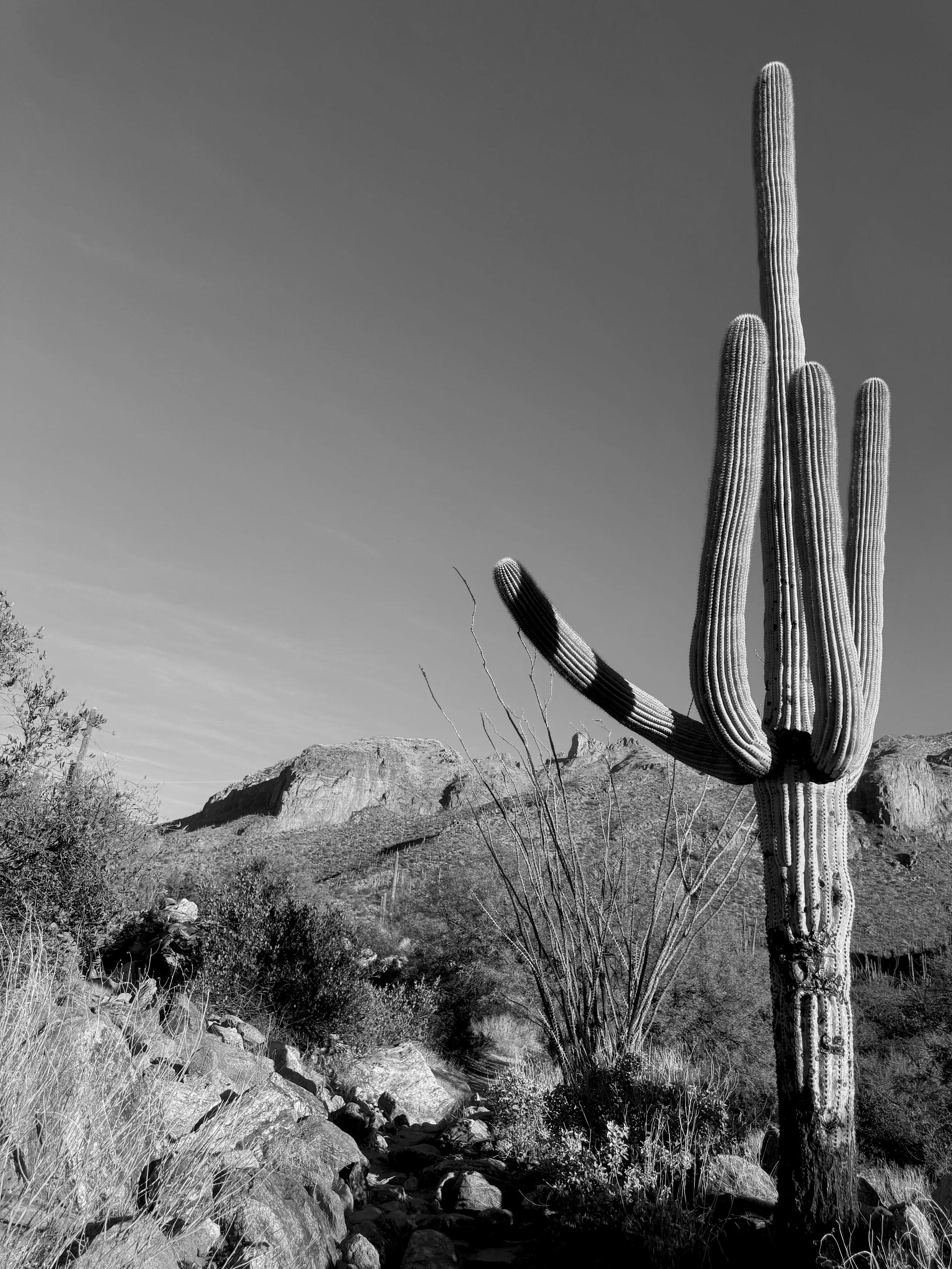 Cactus Three B&W