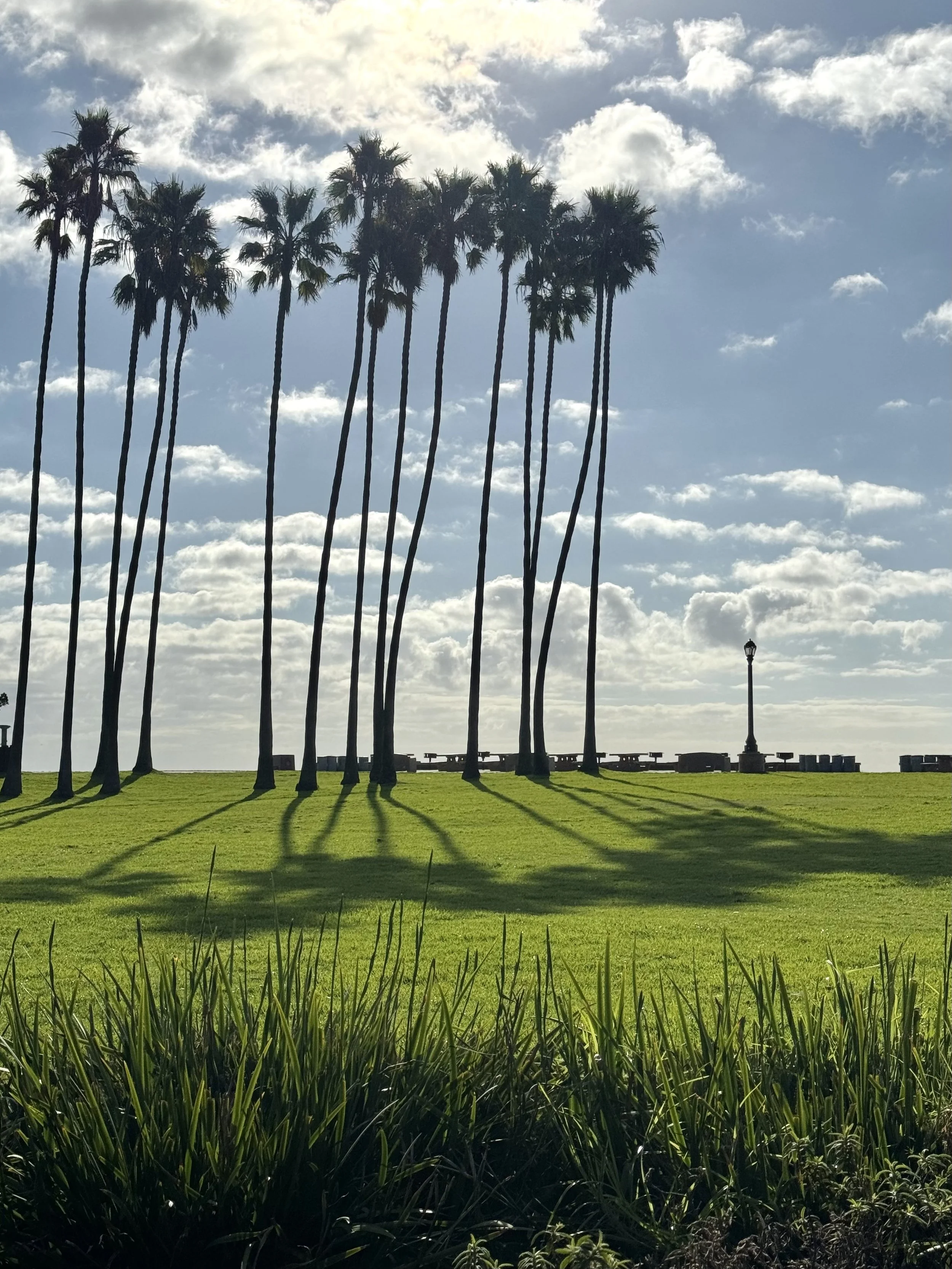 Dana Point Palm Trees
