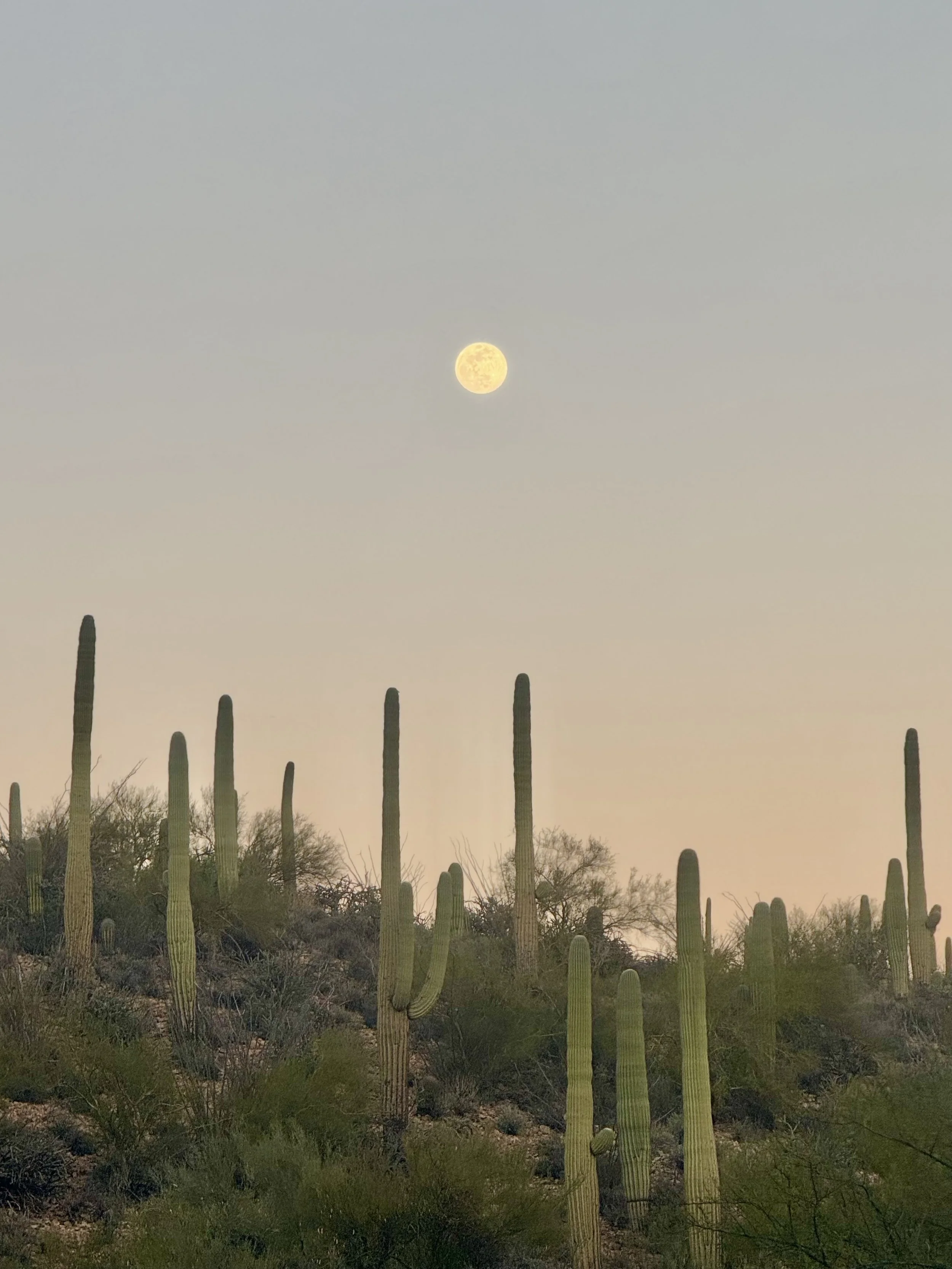 Cactus & Moon at Dusk