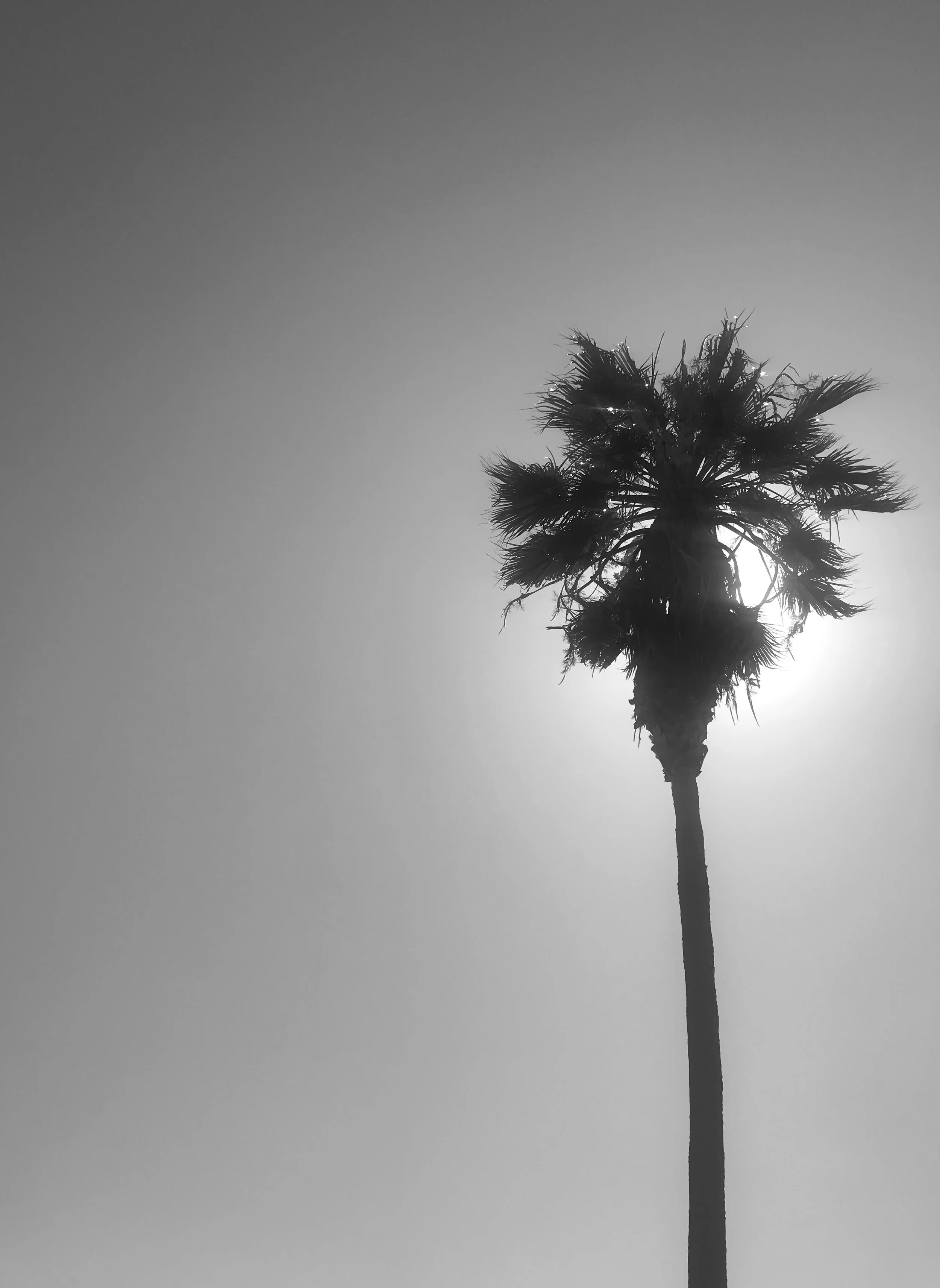 Backlit Palm Tree B&W