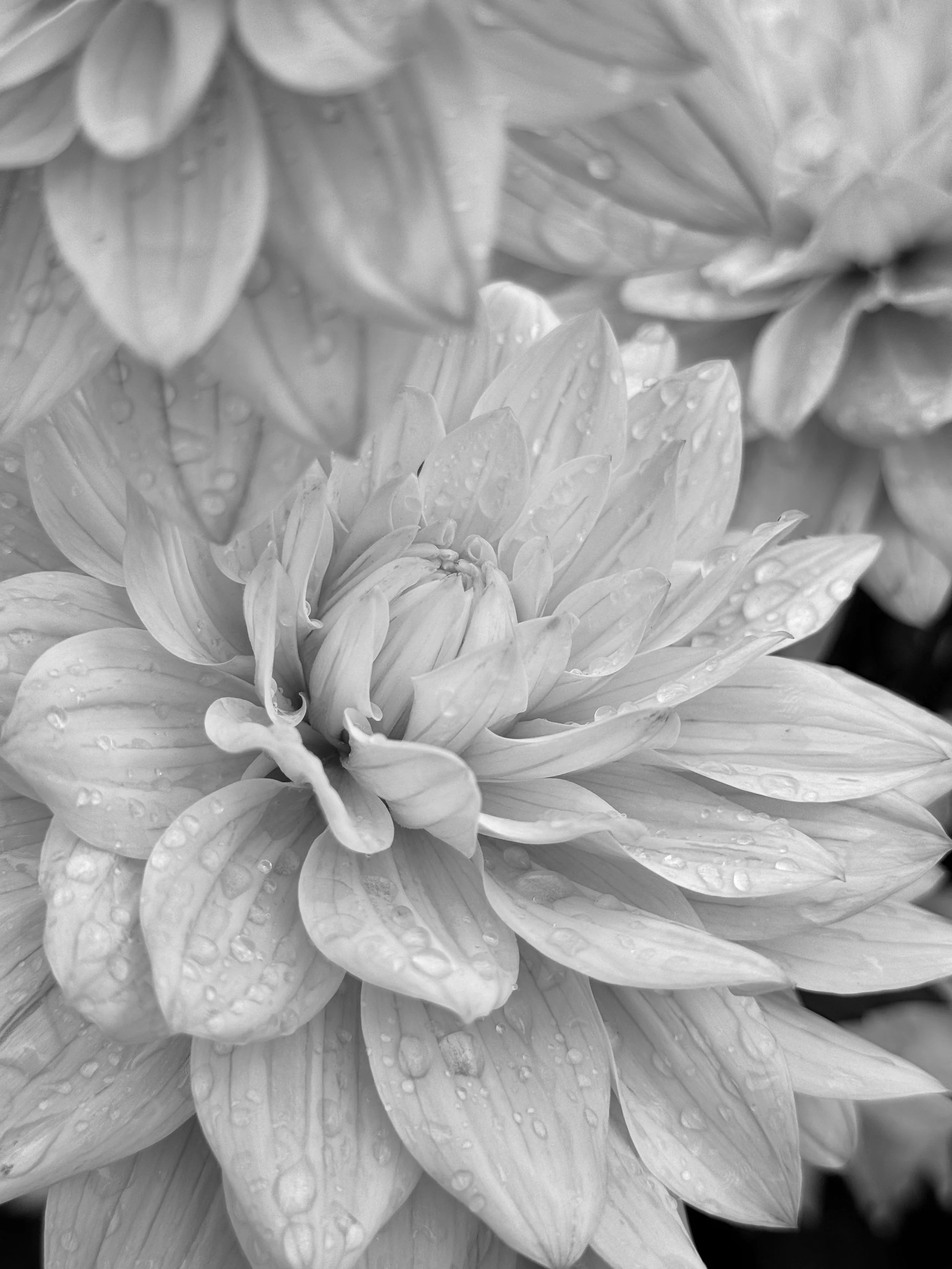 Flowers & Dewdrops B&W