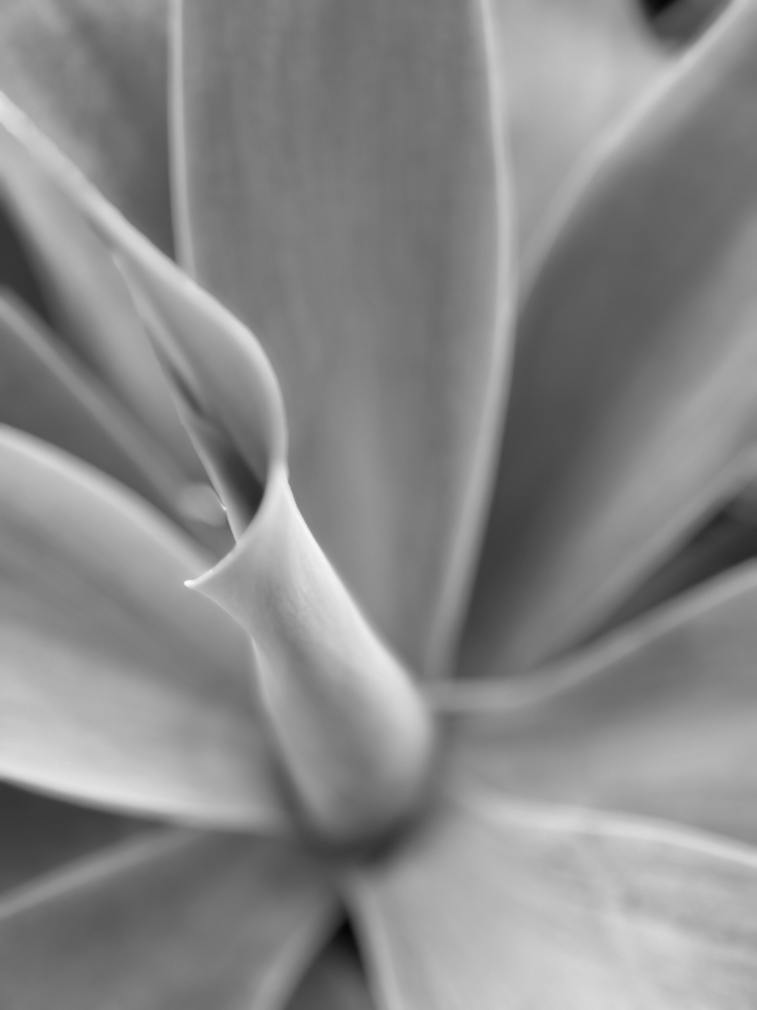 Spiral Plant B&W