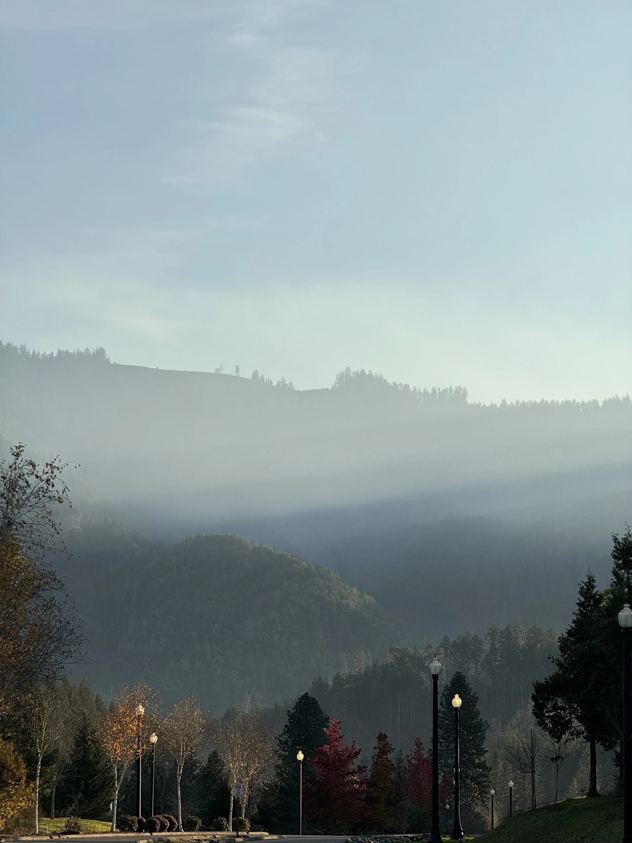 Lamppost Trees & Fog