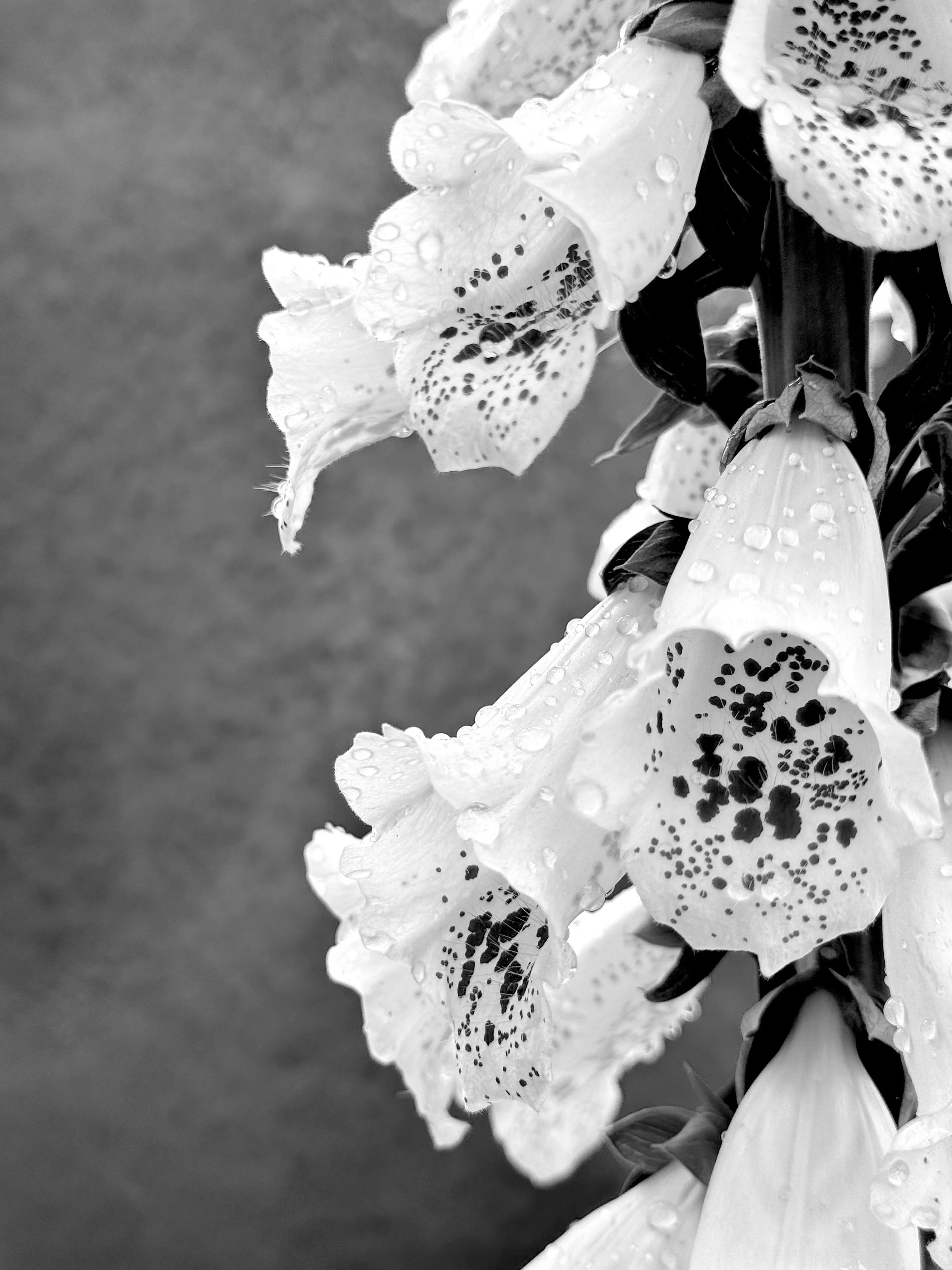 Black Spotted Flower B&W