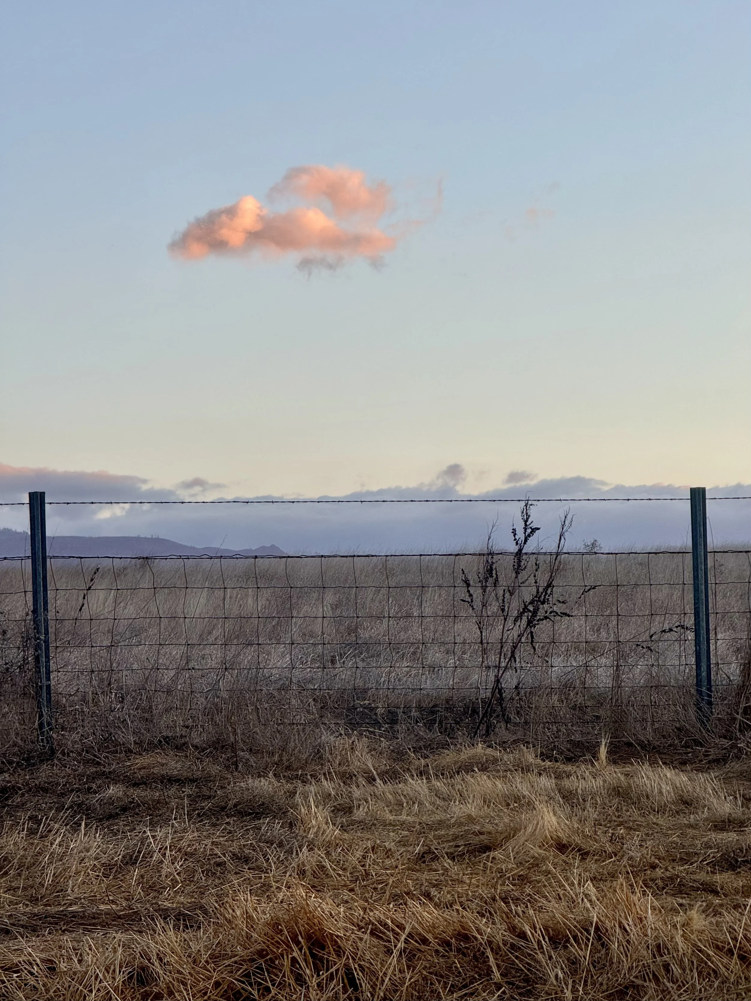 Pink Cloud & Field
